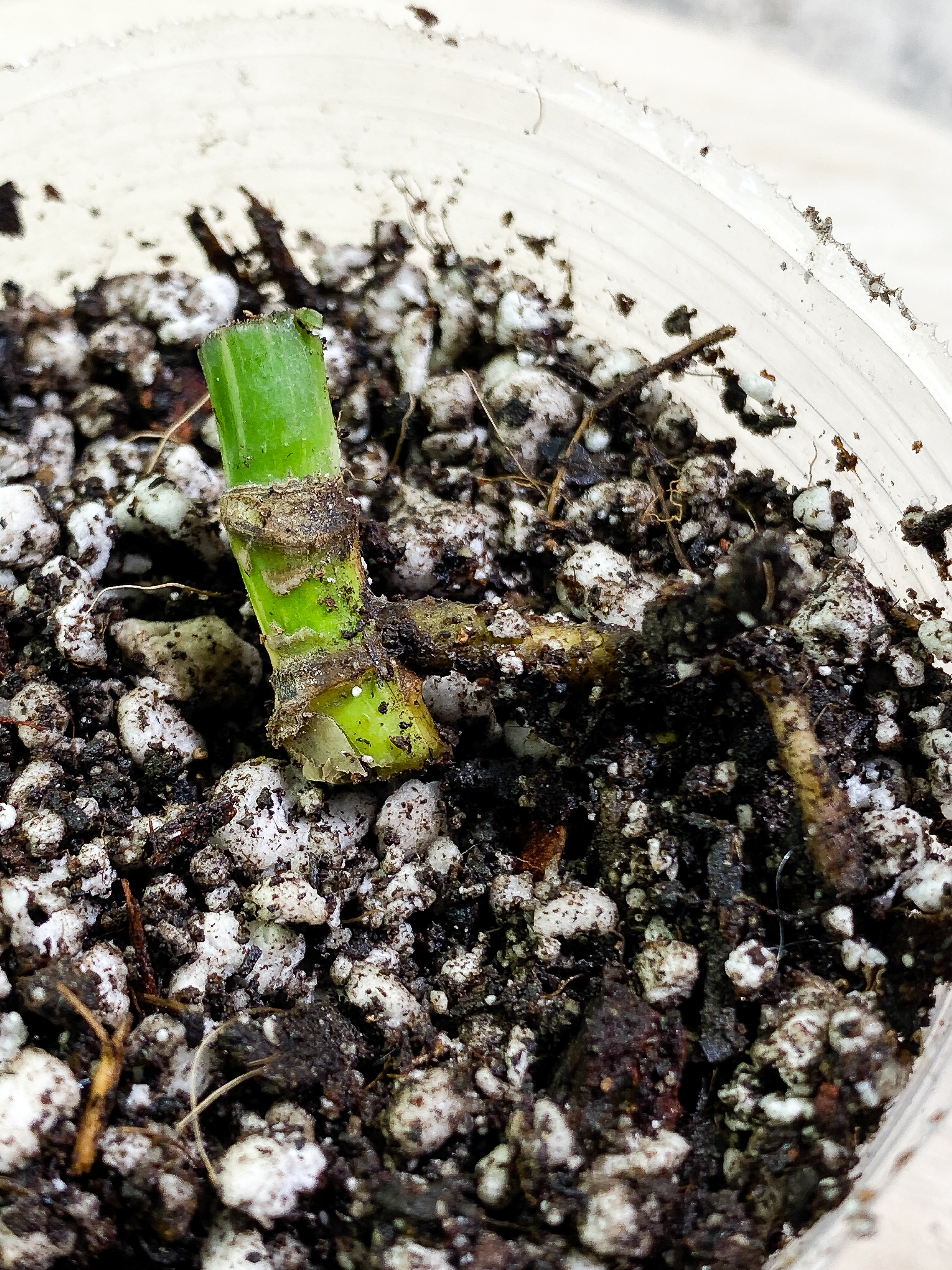 Monstera Thai Constellation Rooting double node