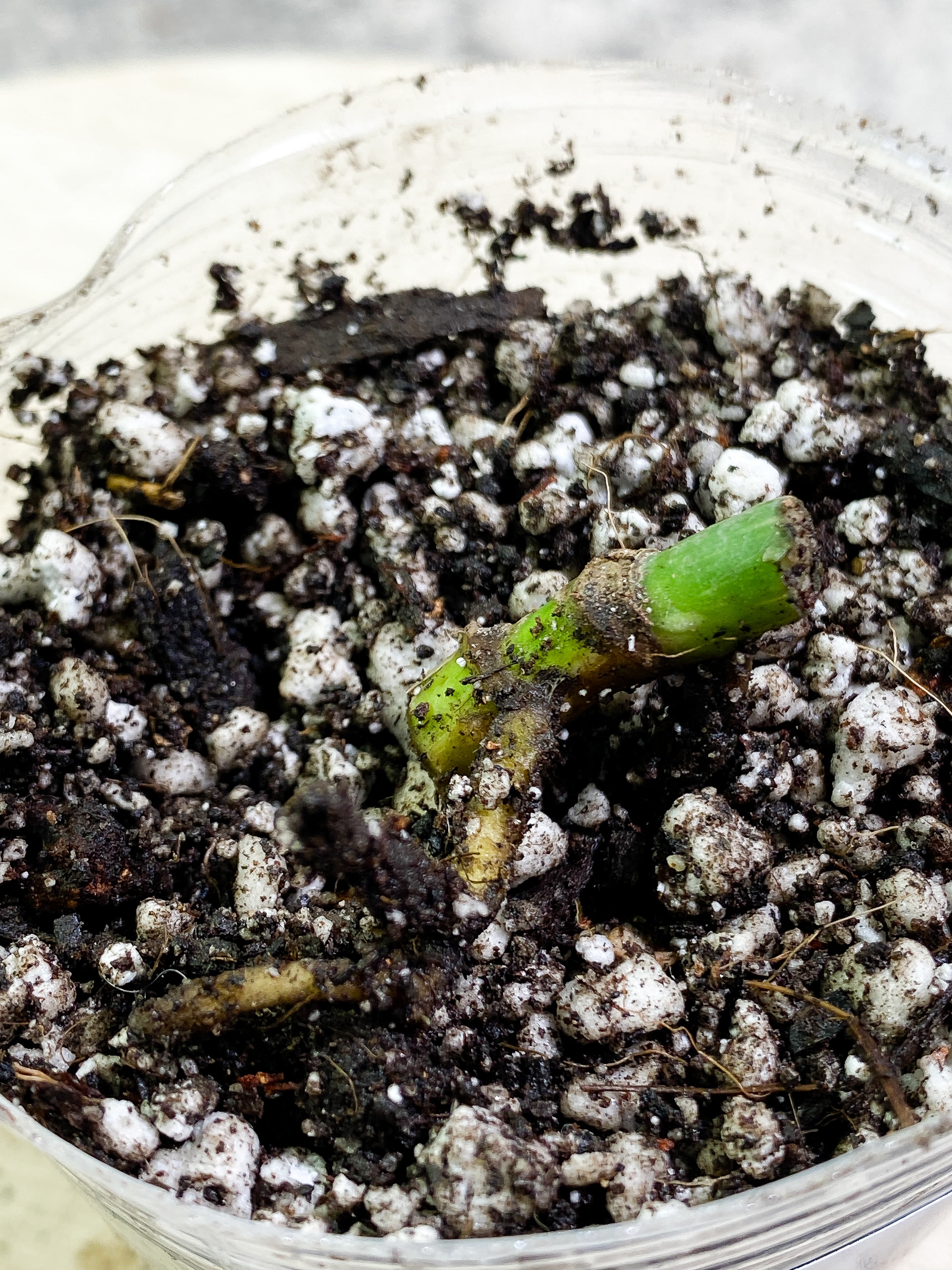 Monstera Thai Constellation Rooting double node