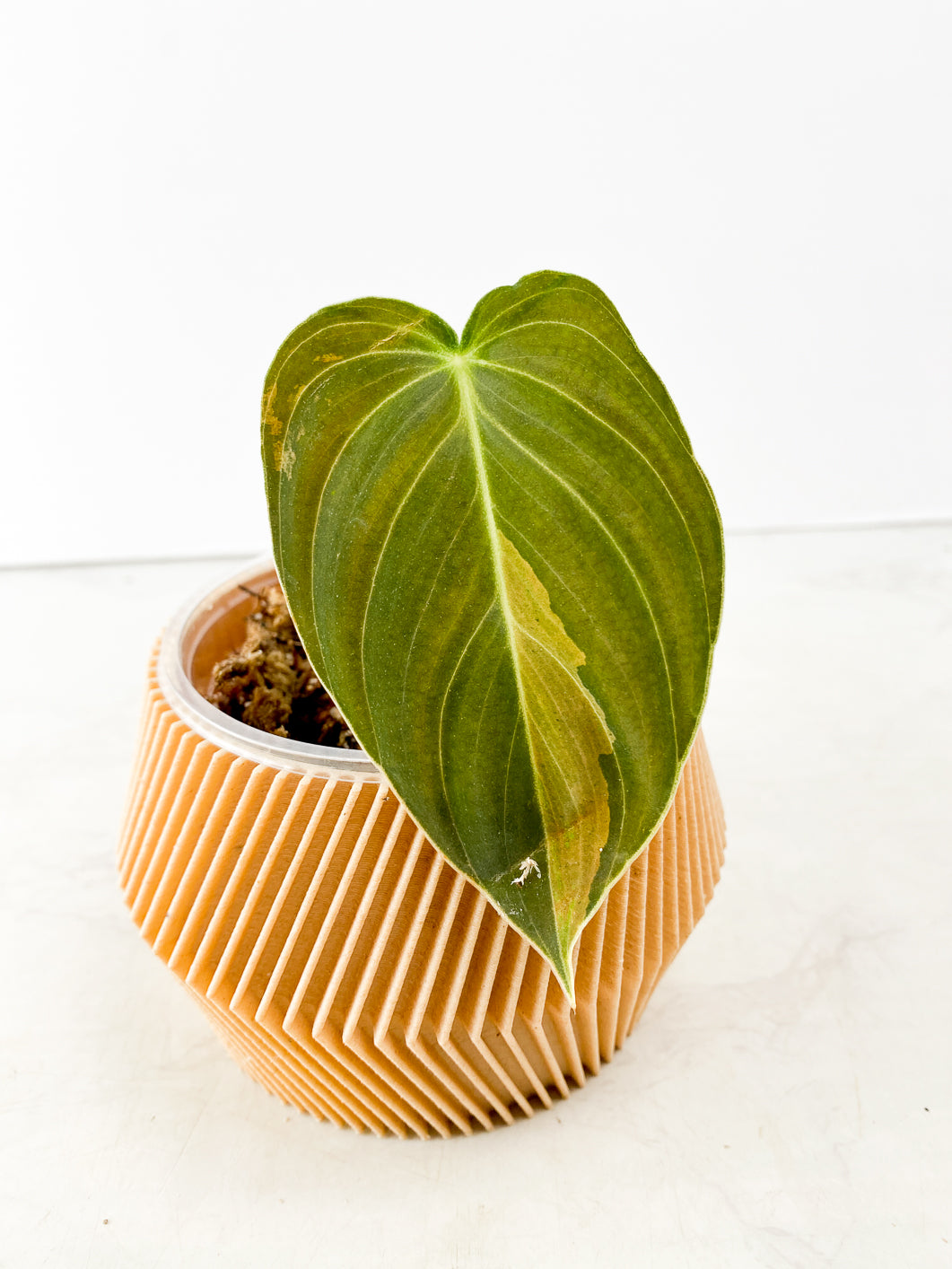 Philodendron Melanochrysum variegated Rooting 1 leaf