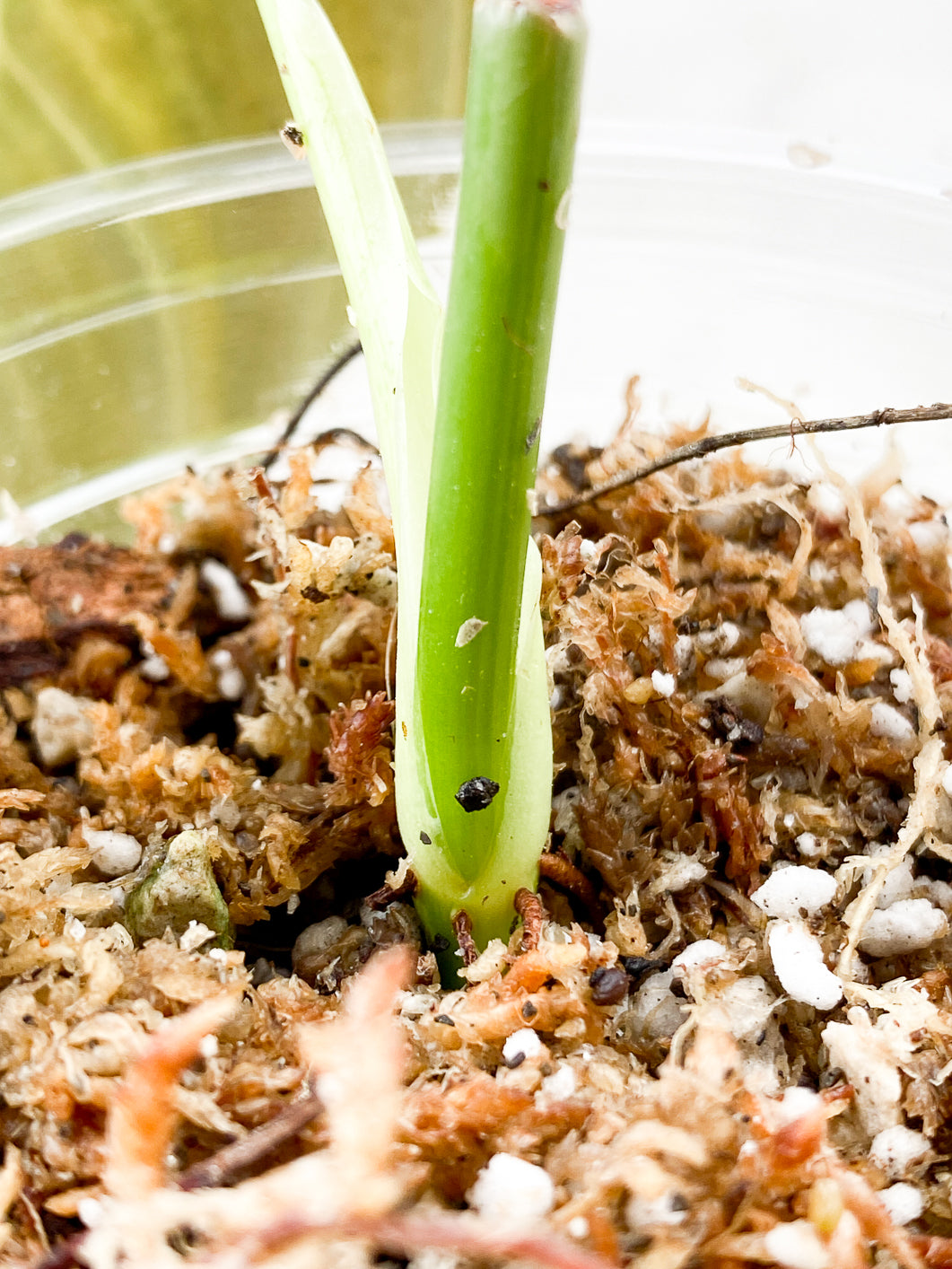 Philodendron Melanochrysum variegated Rooting 1 leaf
