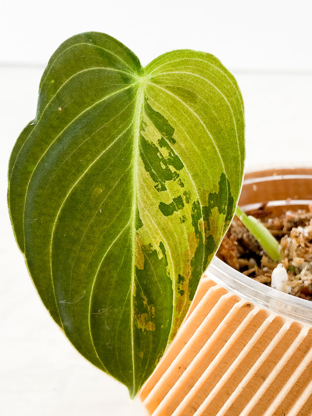 Philodendron Melanochrysum variegated Rooting 1 leaf