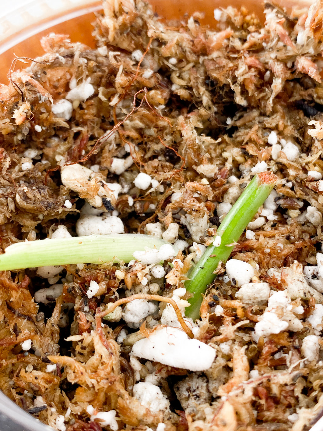 Philodendron Melanochrysum variegated Rooting 1 leaf
