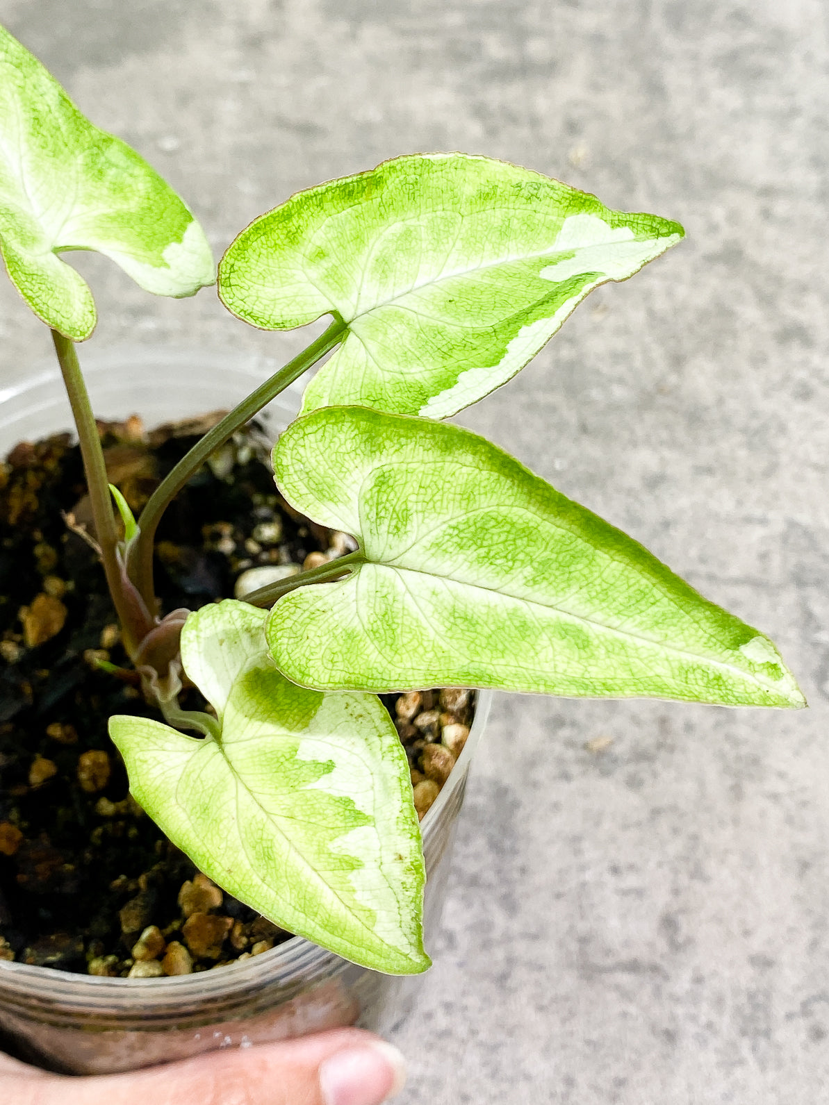Free Addon for orders over $300: Syngonium 3King rooted