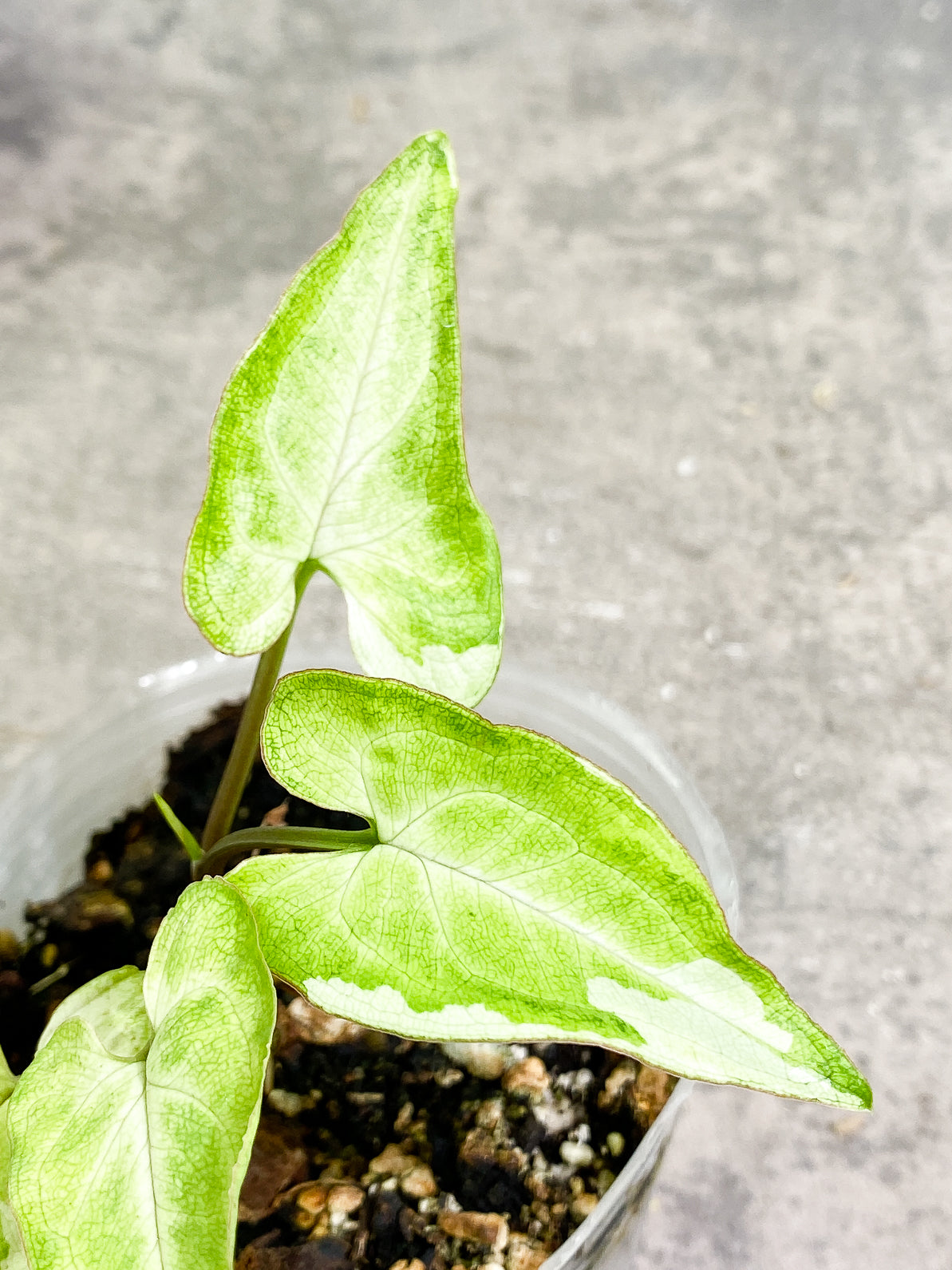 Free Addon for orders over $300: Syngonium 3King rooted