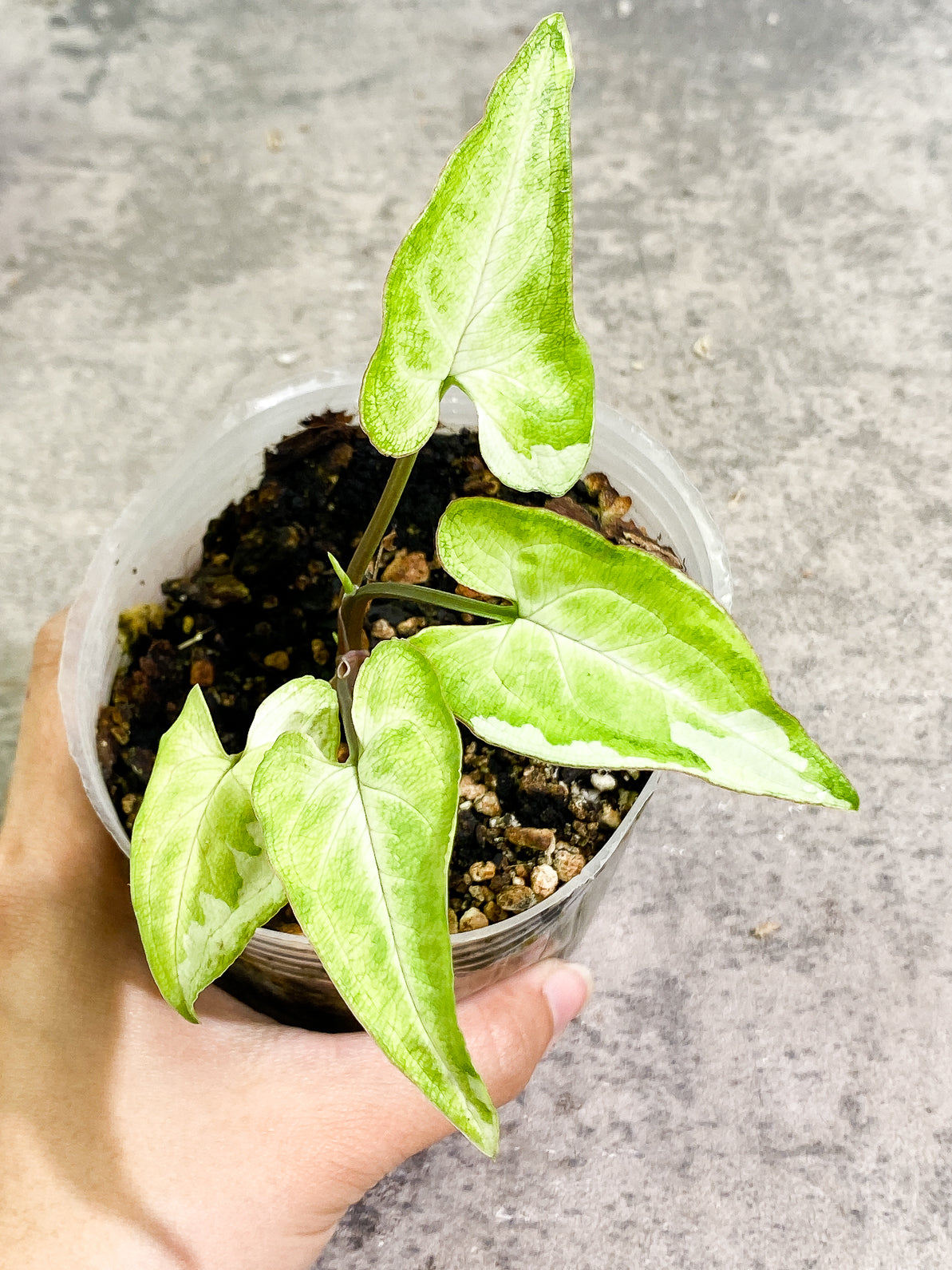 Free Addon for orders over $300: Syngonium 3King rooted