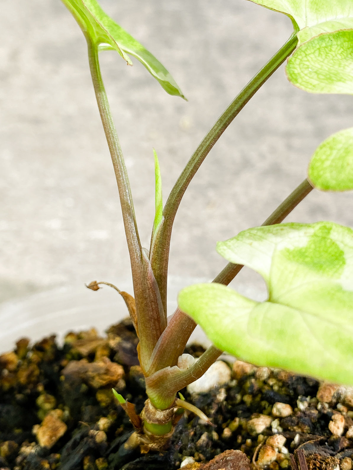 Free Addon for orders over $300: Syngonium 3King rooted