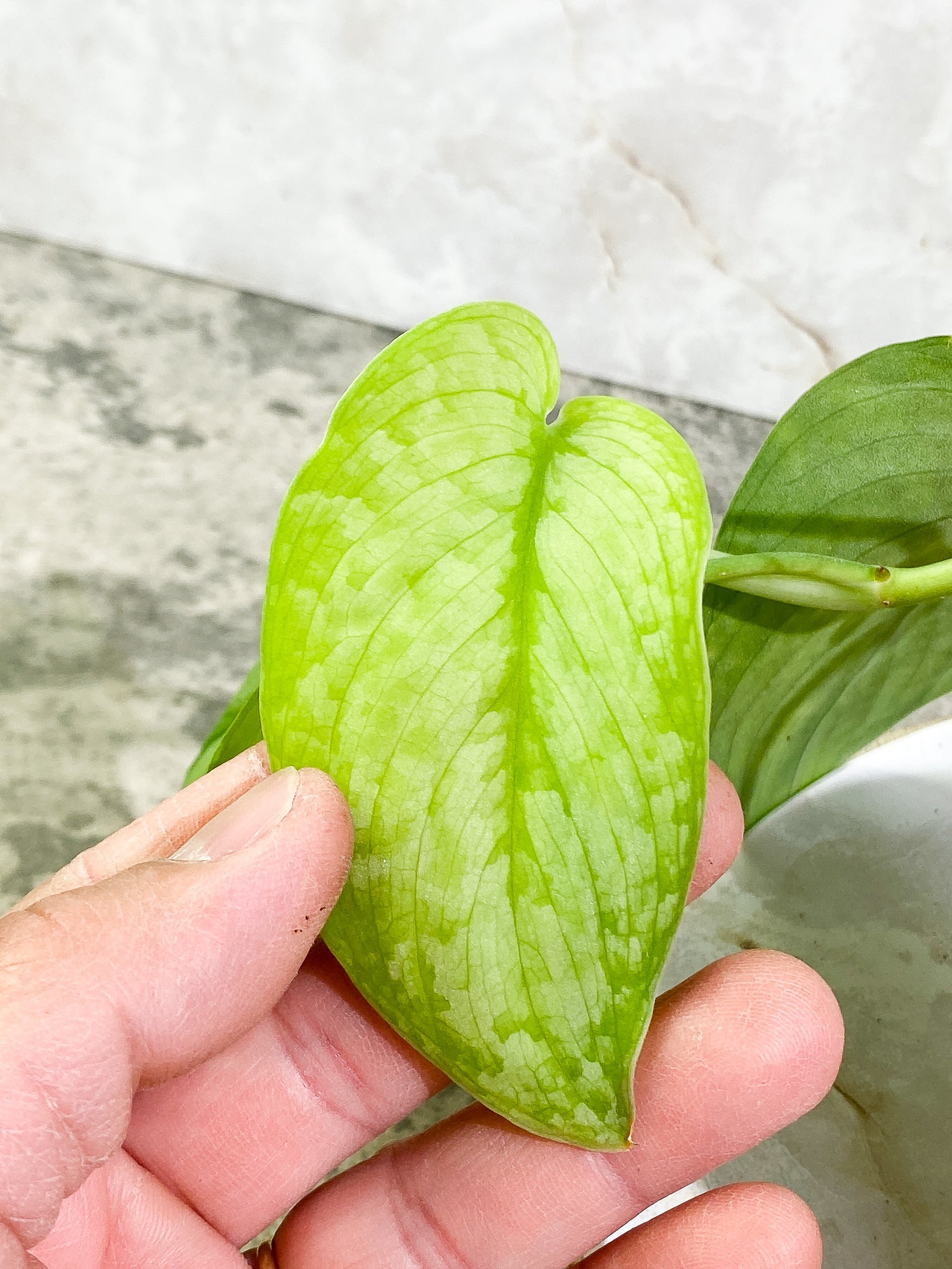 Scindapsus Silver Cloud 3 leaves Rooted