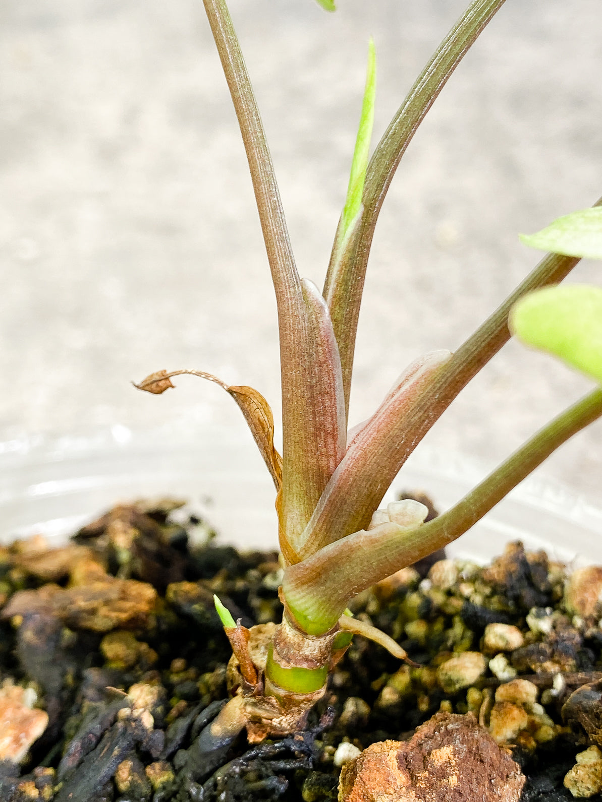 Free Addon for orders over $300: Syngonium 3King rooted