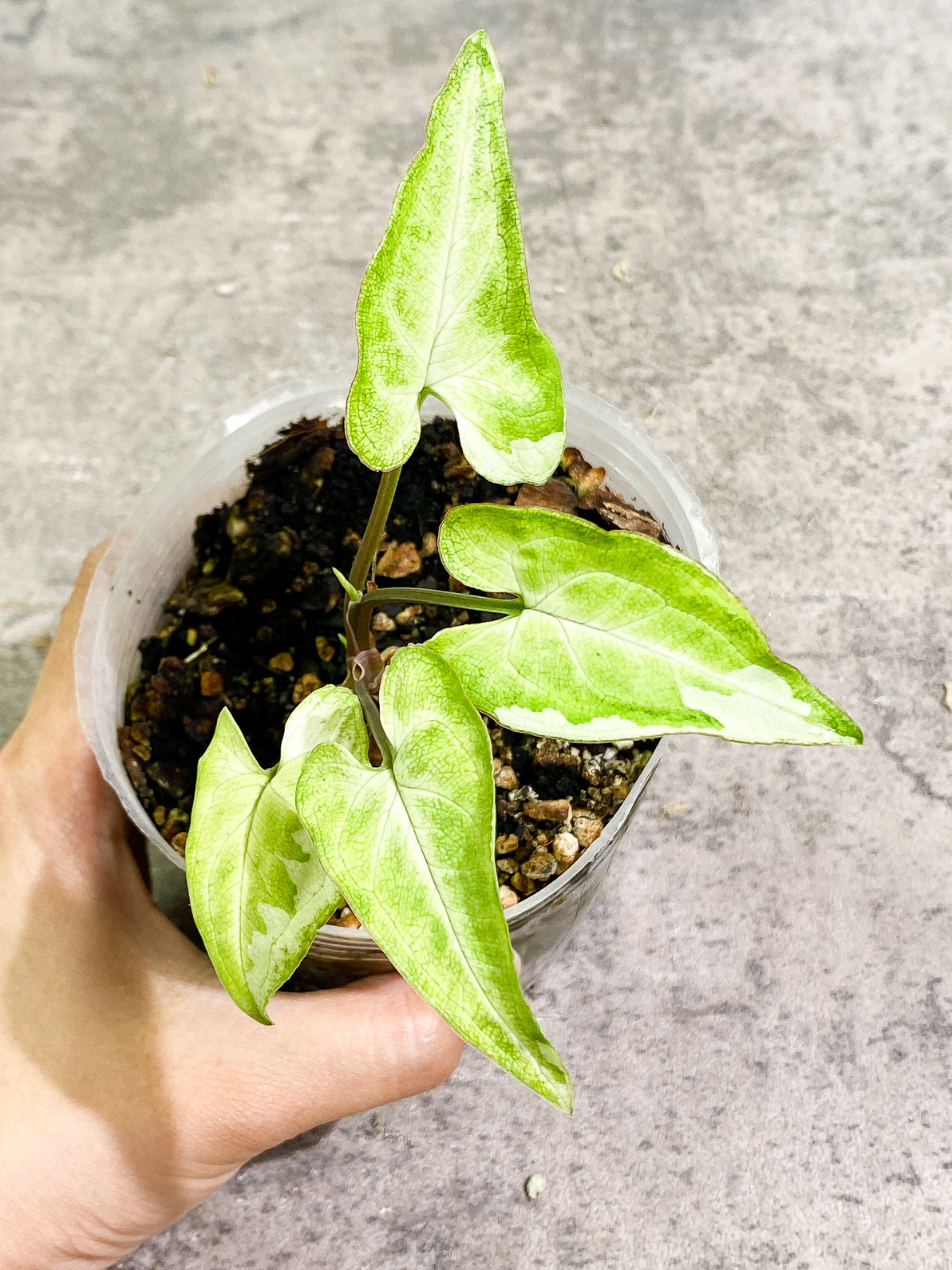 Free Addon for orders over $300: Syngonium 3King rooted