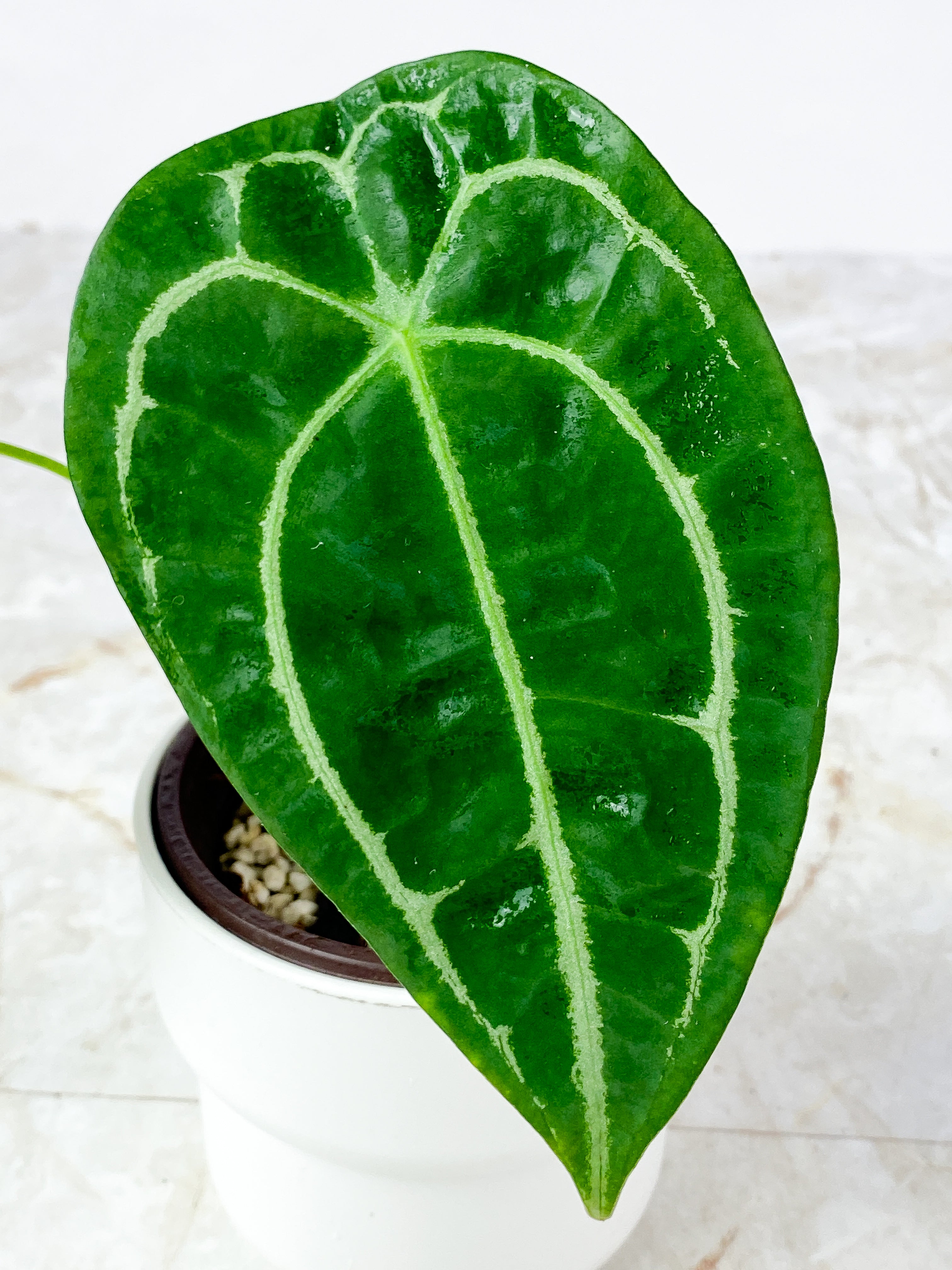 Anthurium Forgetii x crystallinum rooted 6" leaf