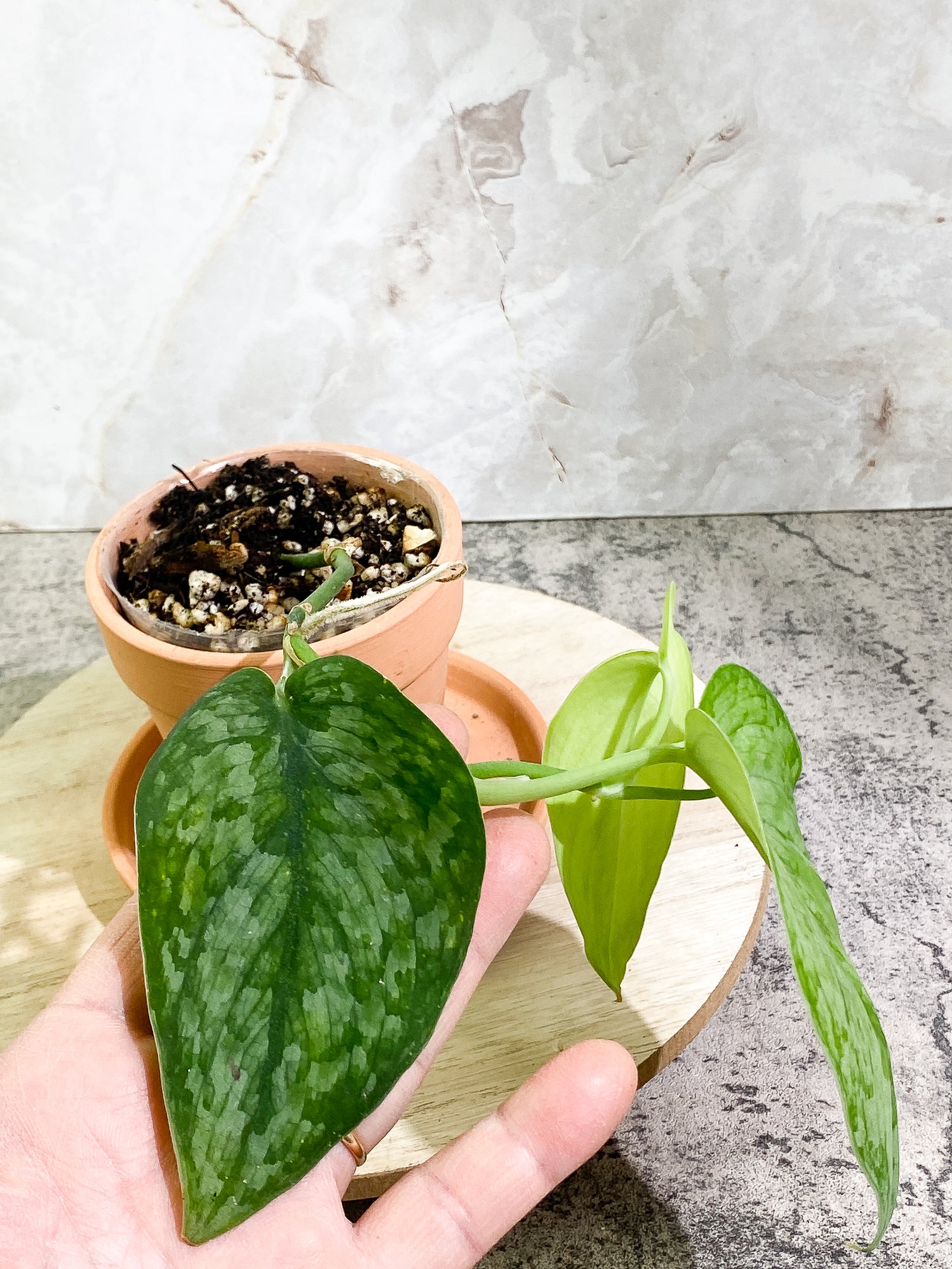 Scindapsus Silver Cloud 3 leaves Rooted