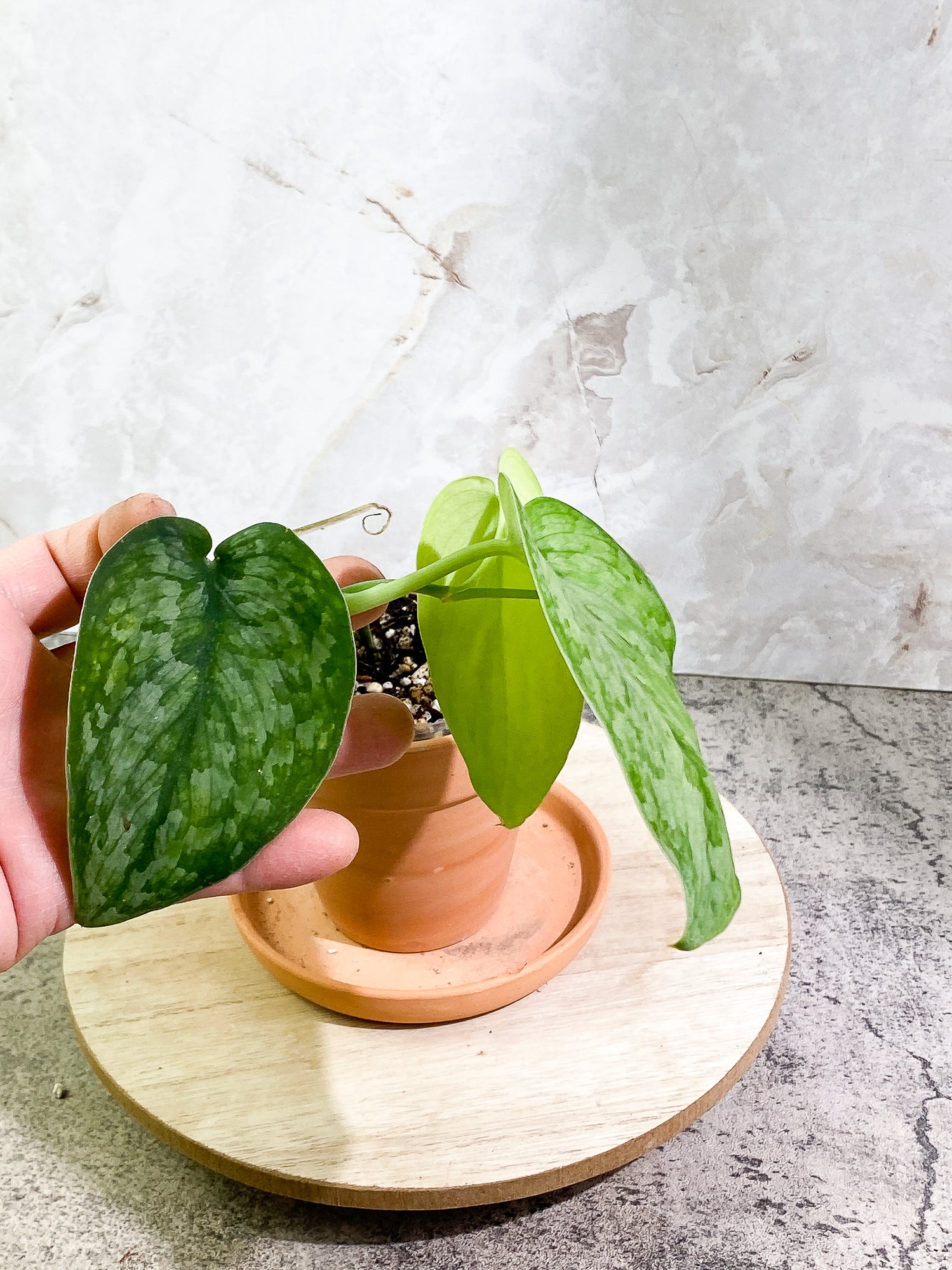 Scindapsus Silver Cloud 3 leaves Rooted