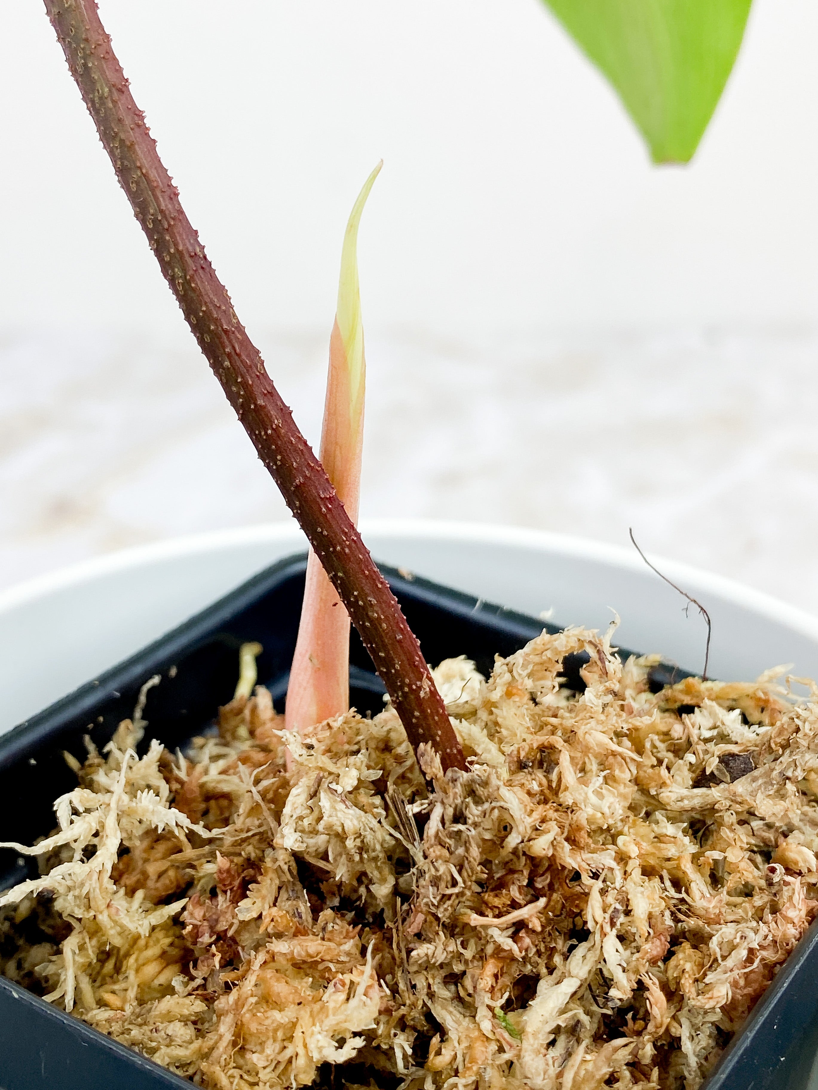 Philodendron Florida Ghost 2 leaves