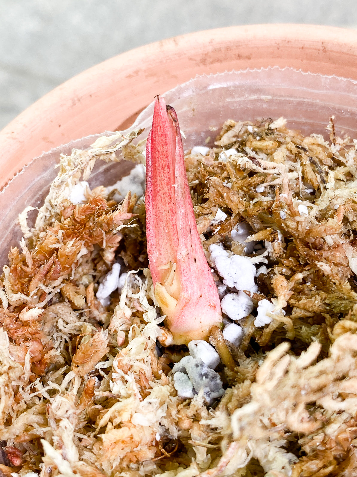 Philodendron Ring of Fire 2 sprouts rooting