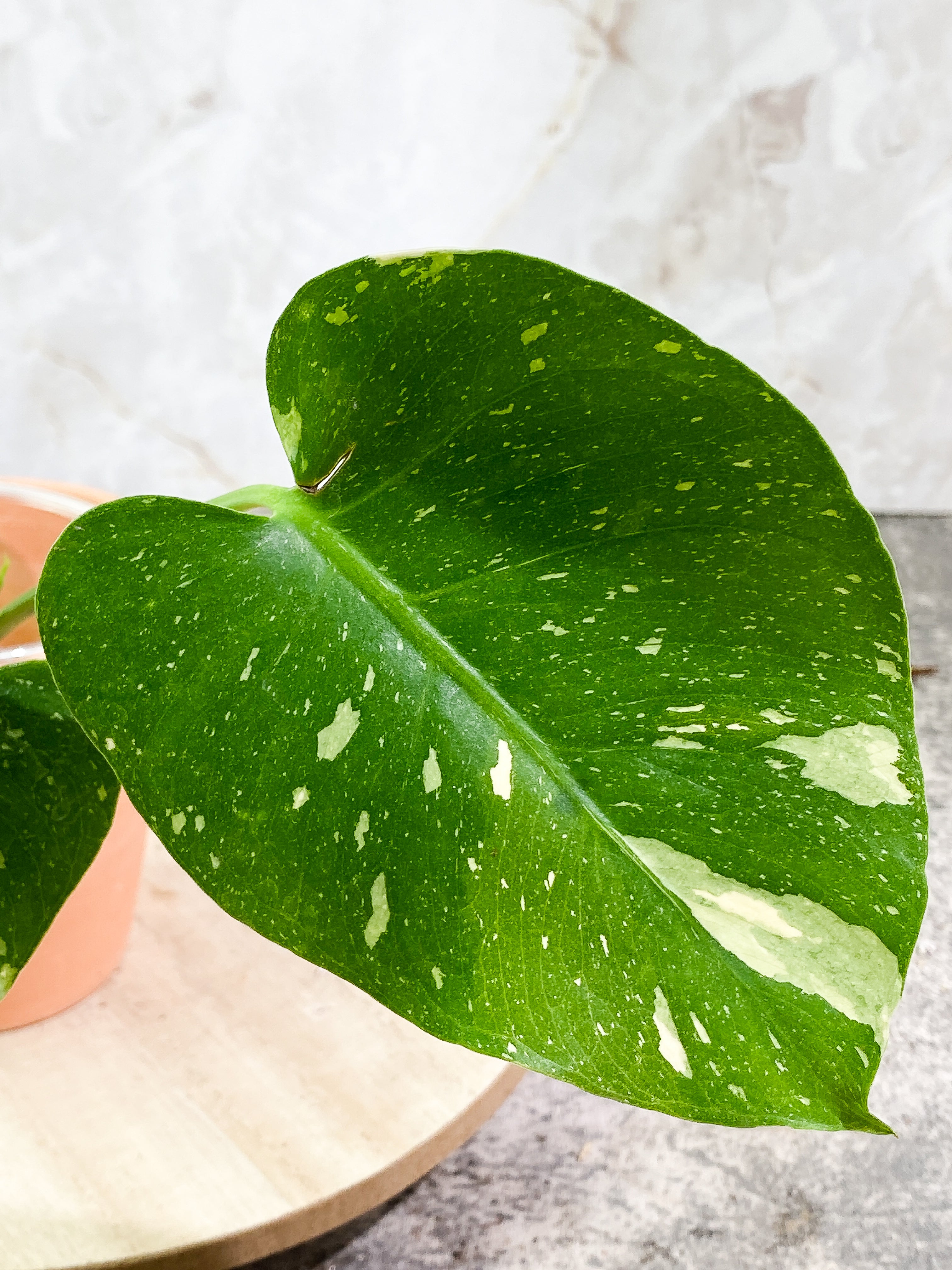 Monstera Thai Constellation 2 leaves 1 sprout Rooting top cutting