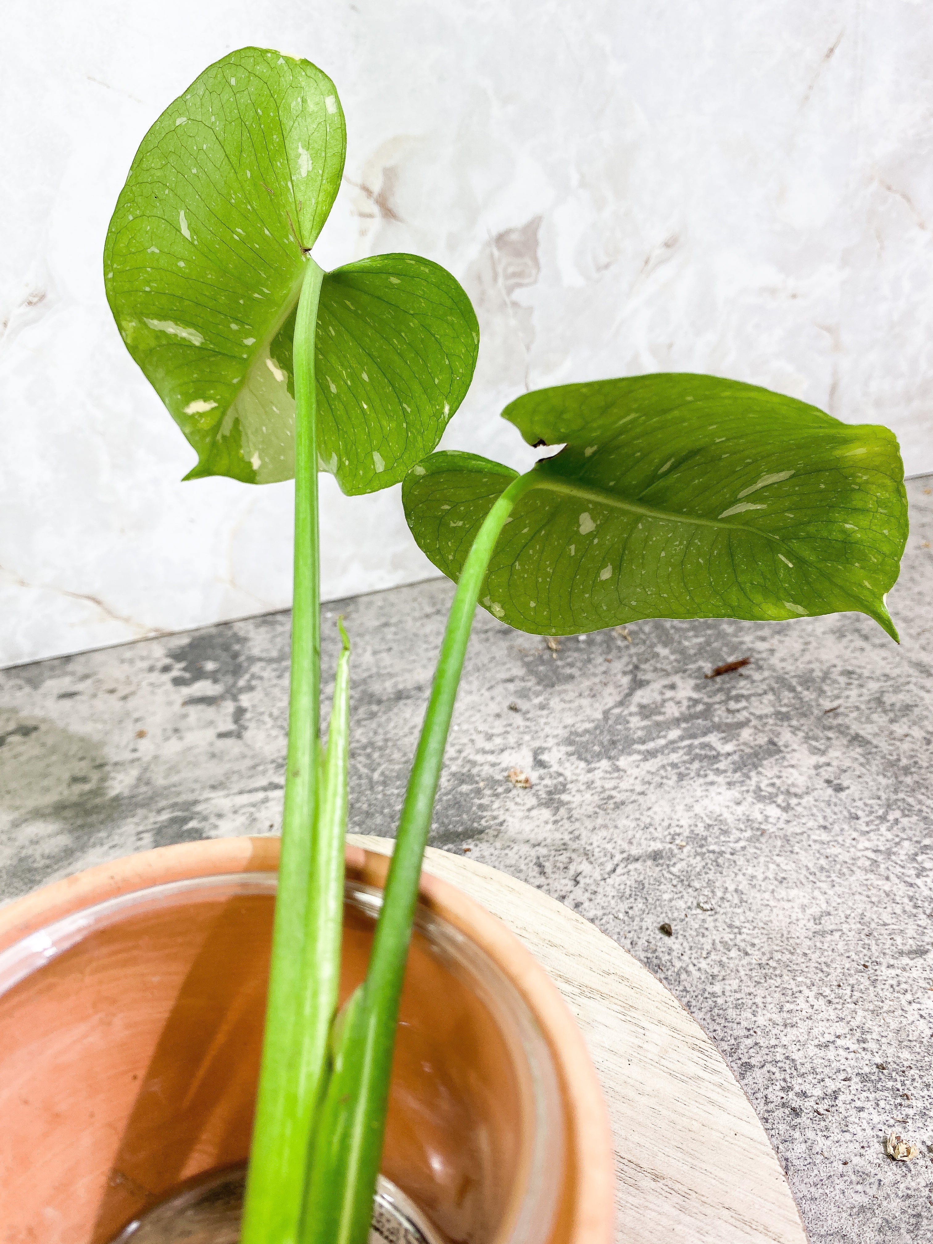 Monstera Thai Constellation 2 leaves 1 sprout Rooting top cutting