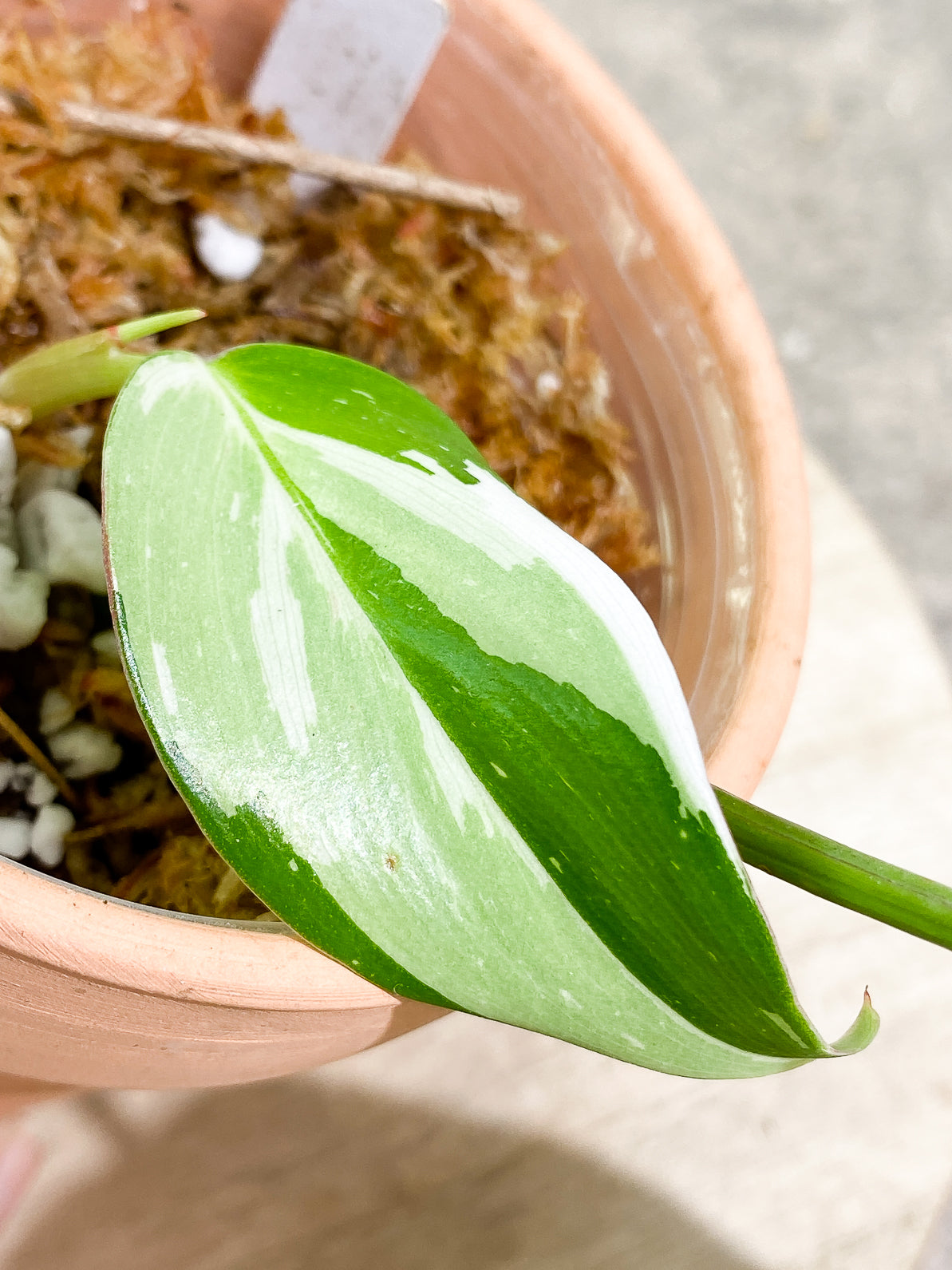 Philodendron White Princess 3 leaves rooted