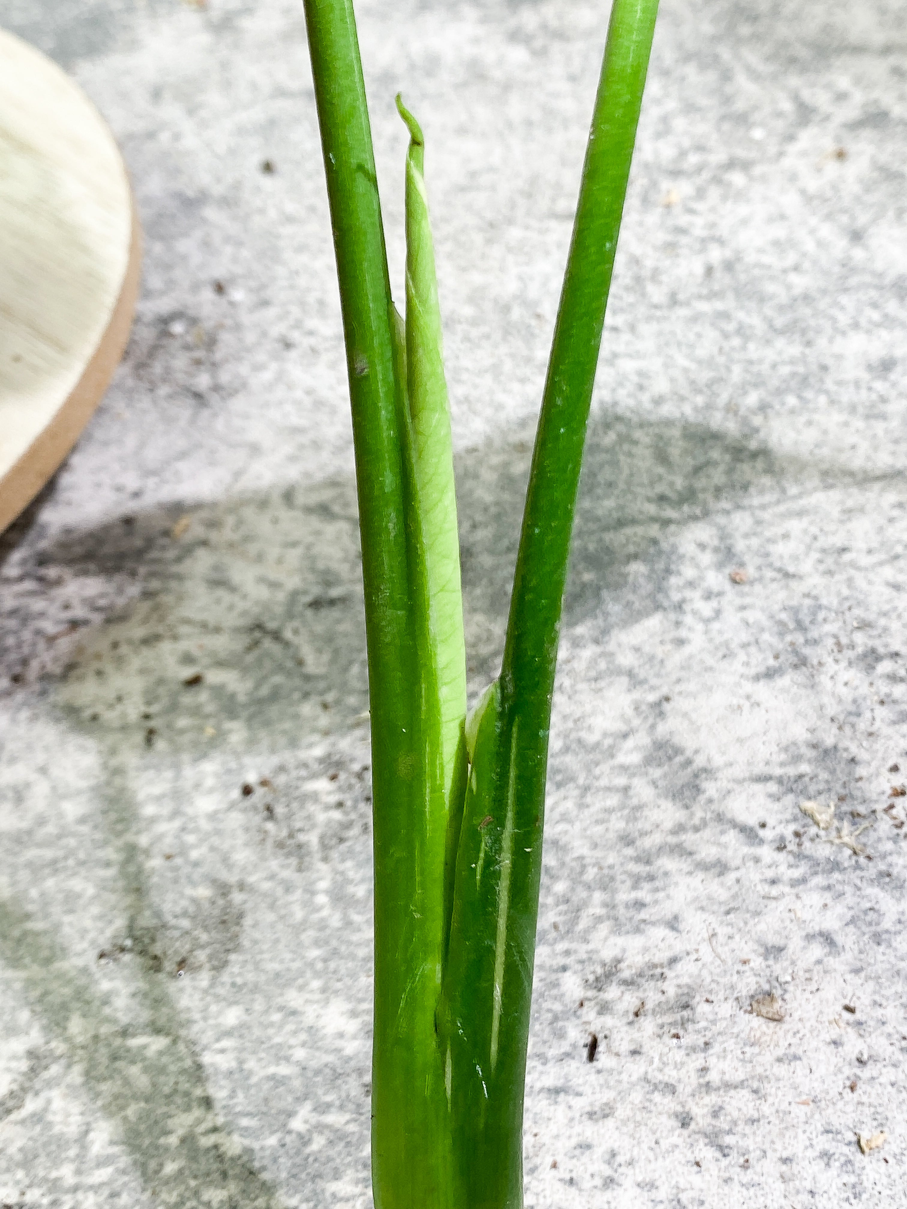 Monstera Thai Constellation 2 leaves 1 sprout Rooting top cutting