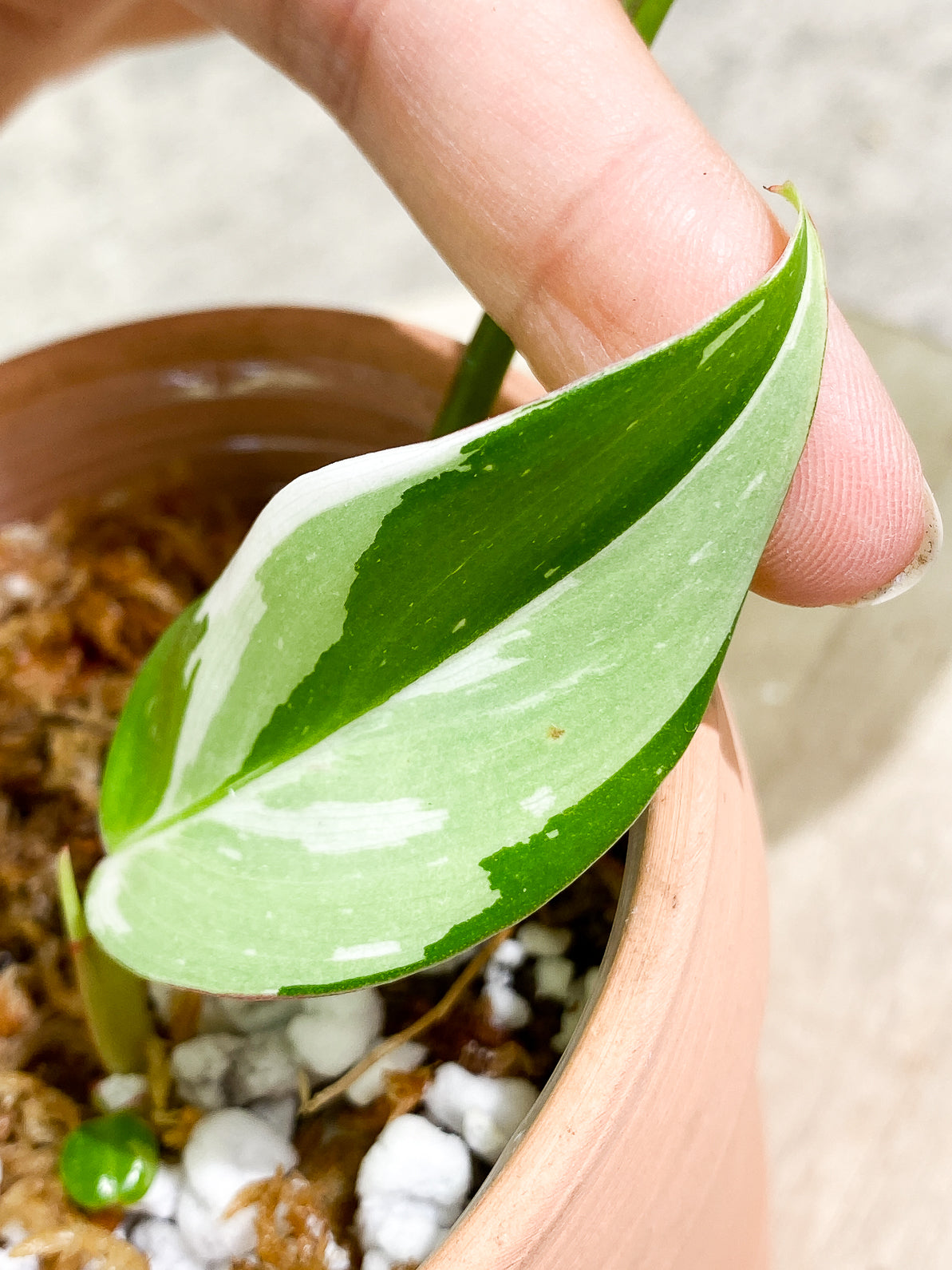 Philodendron White Princess 3 leaves rooted