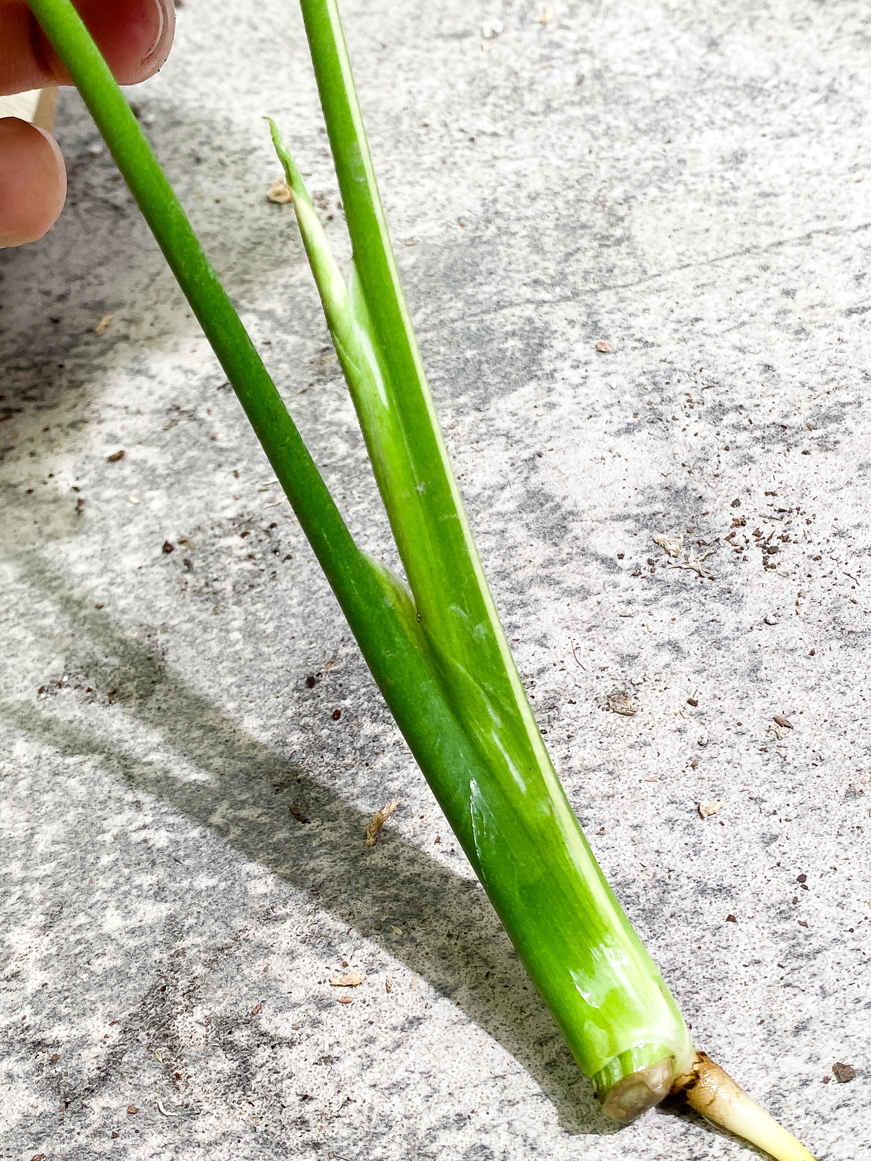 Monstera Thai Constellation 2 leaves 1 sprout Rooting top cutting
