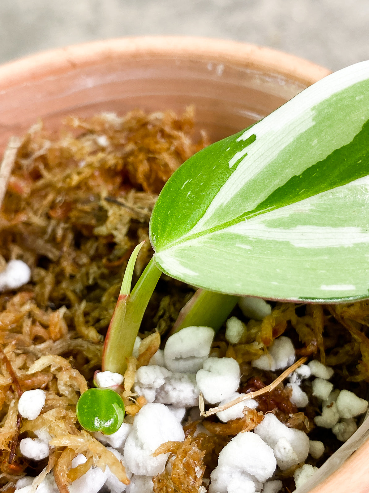 Philodendron White Princess 3 leaves rooted