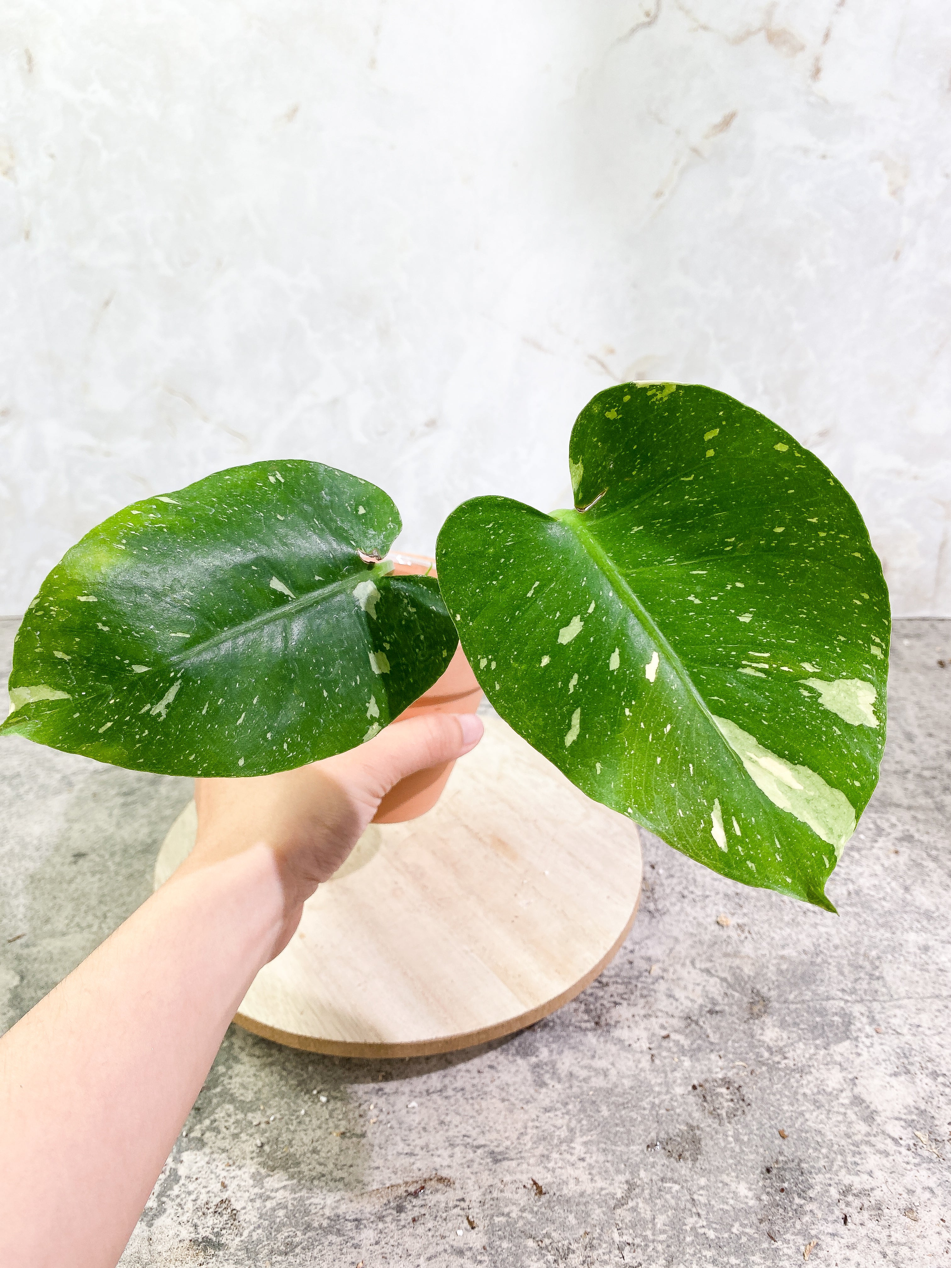 Monstera Thai Constellation 2 leaves 1 sprout Rooting top cutting