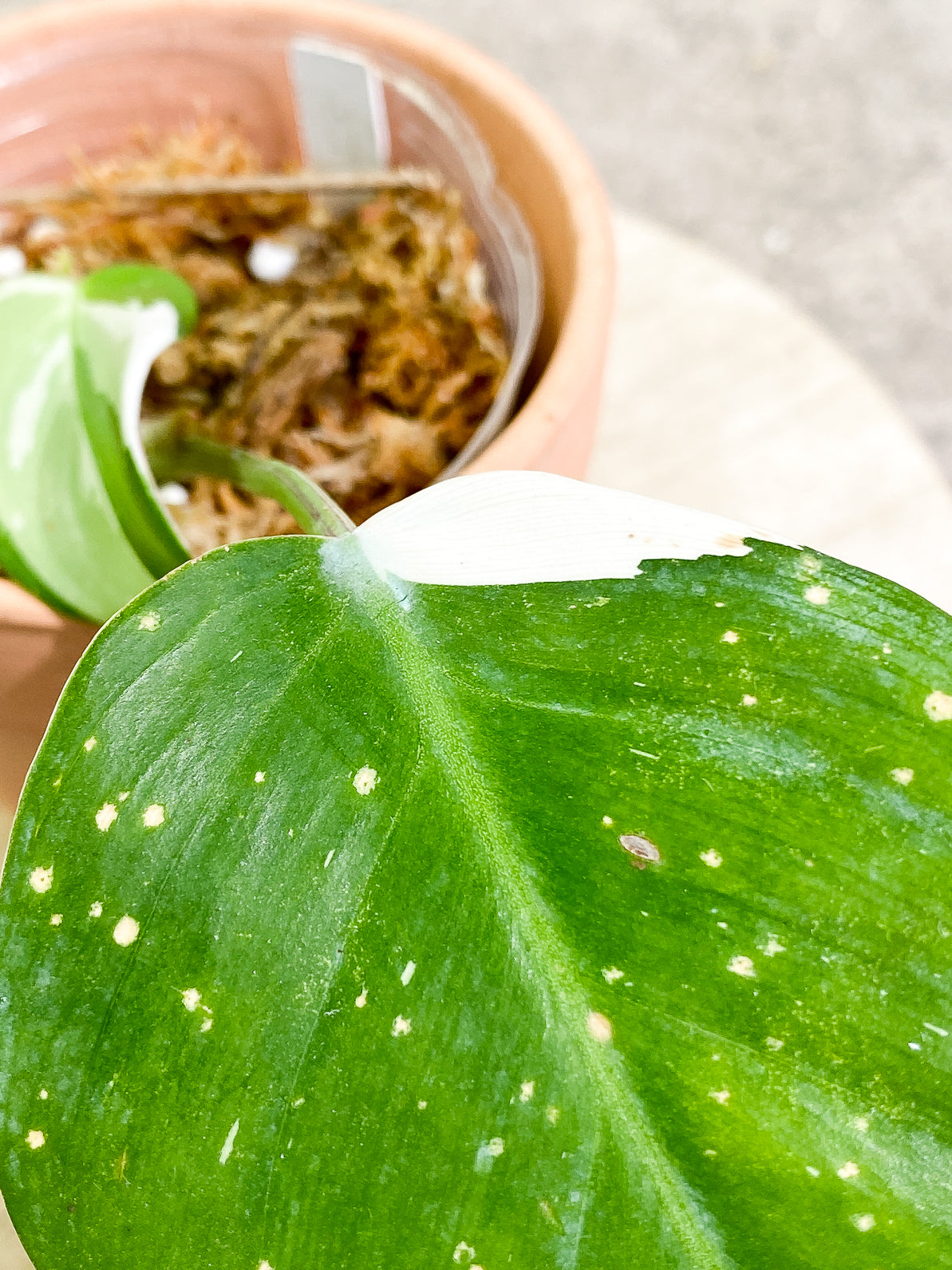 Philodendron White Princess 3 leaves rooted