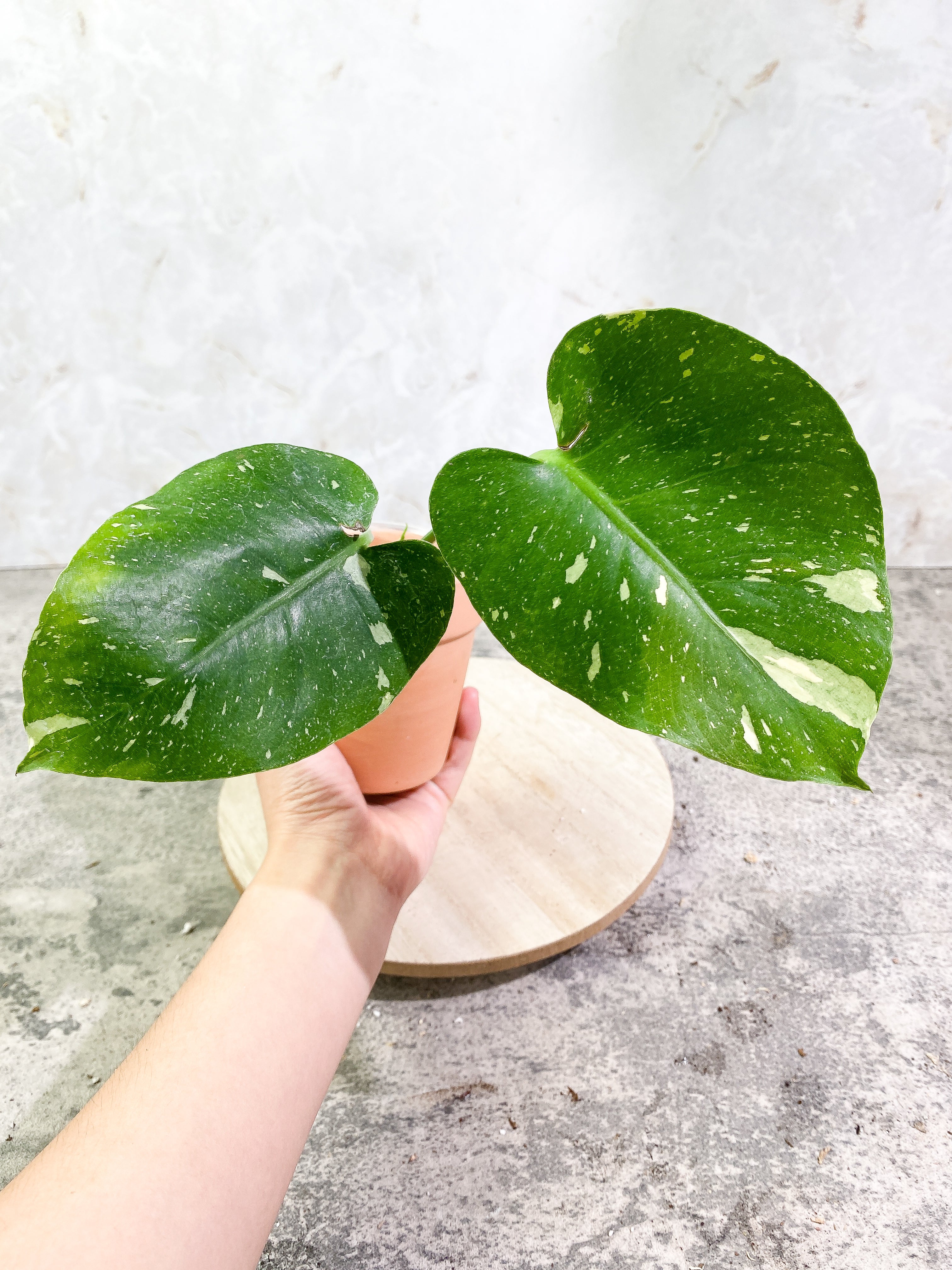 Monstera Thai Constellation 2 leaves 1 sprout Rooting top cutting