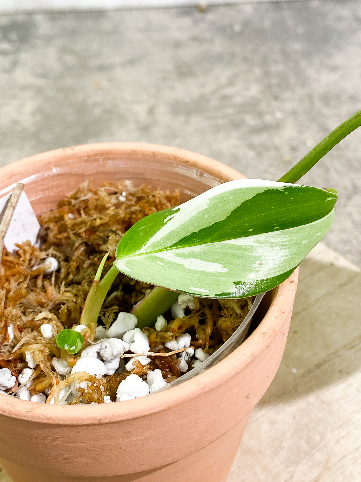 Philodendron White Princess 3 leaves rooted