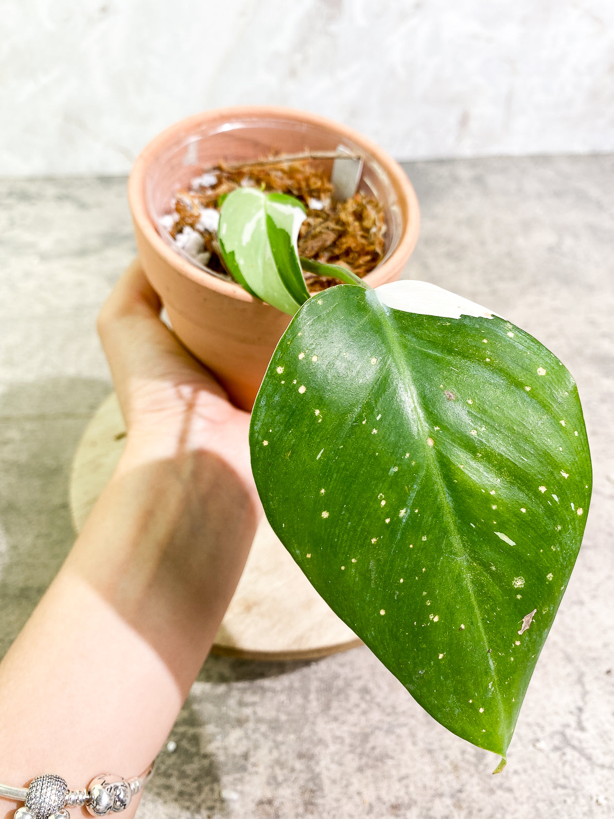Philodendron White Princess 3 leaves rooted