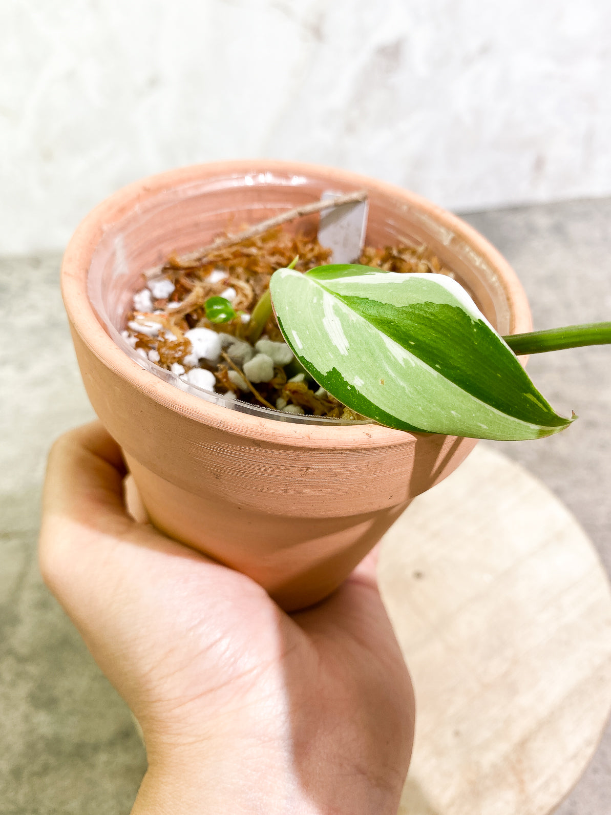 Philodendron White Princess 3 leaves rooted