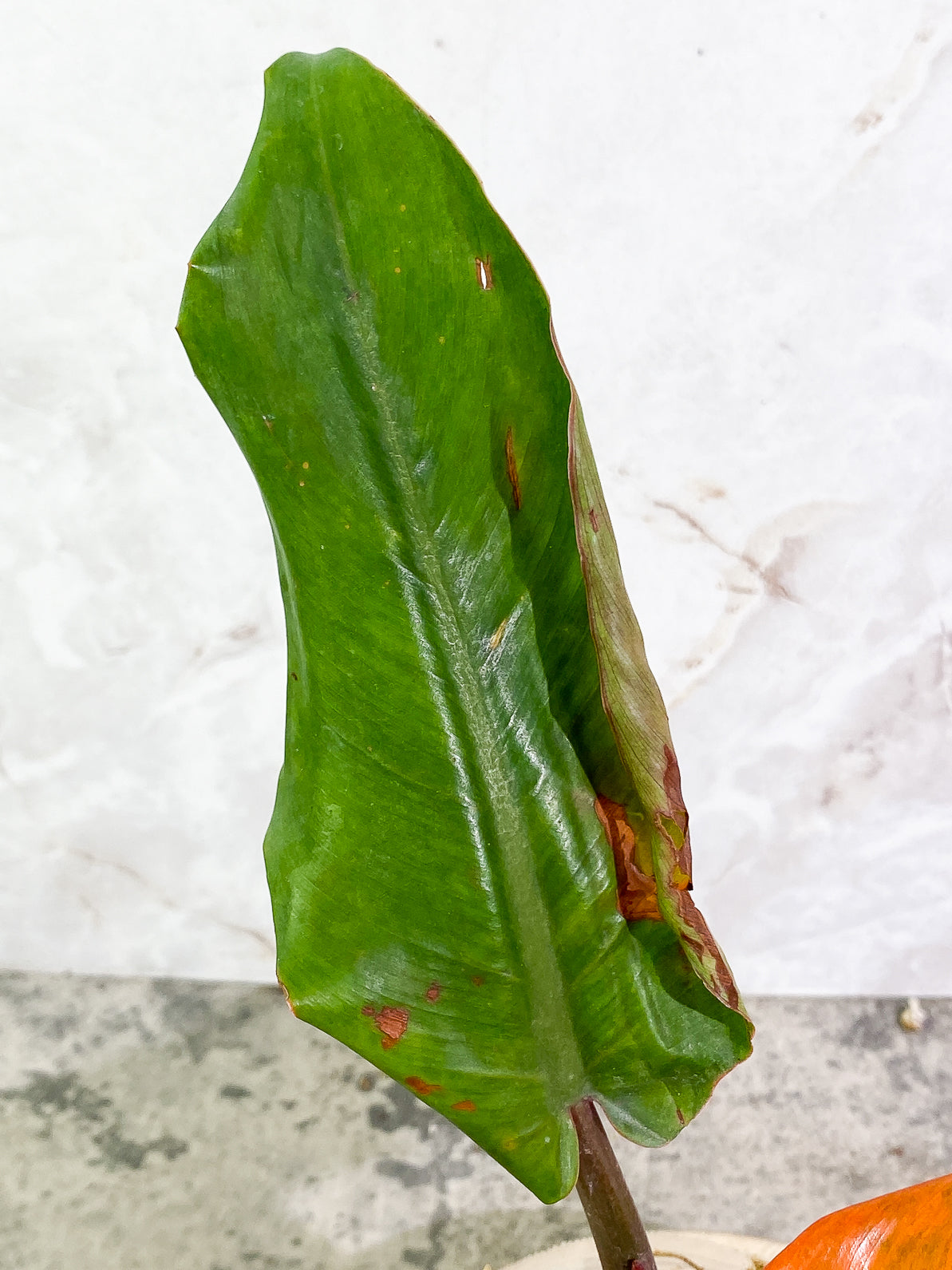 Philodendron Orange Marmalade 3 leaves 1sprout rooted top cutting