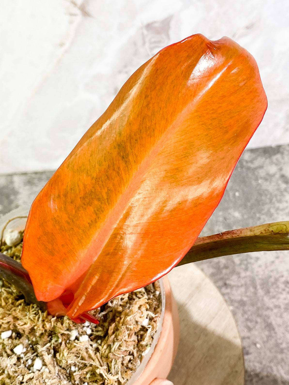 Philodendron Orange Marmalade 3 leaves 1sprout rooted top cutting