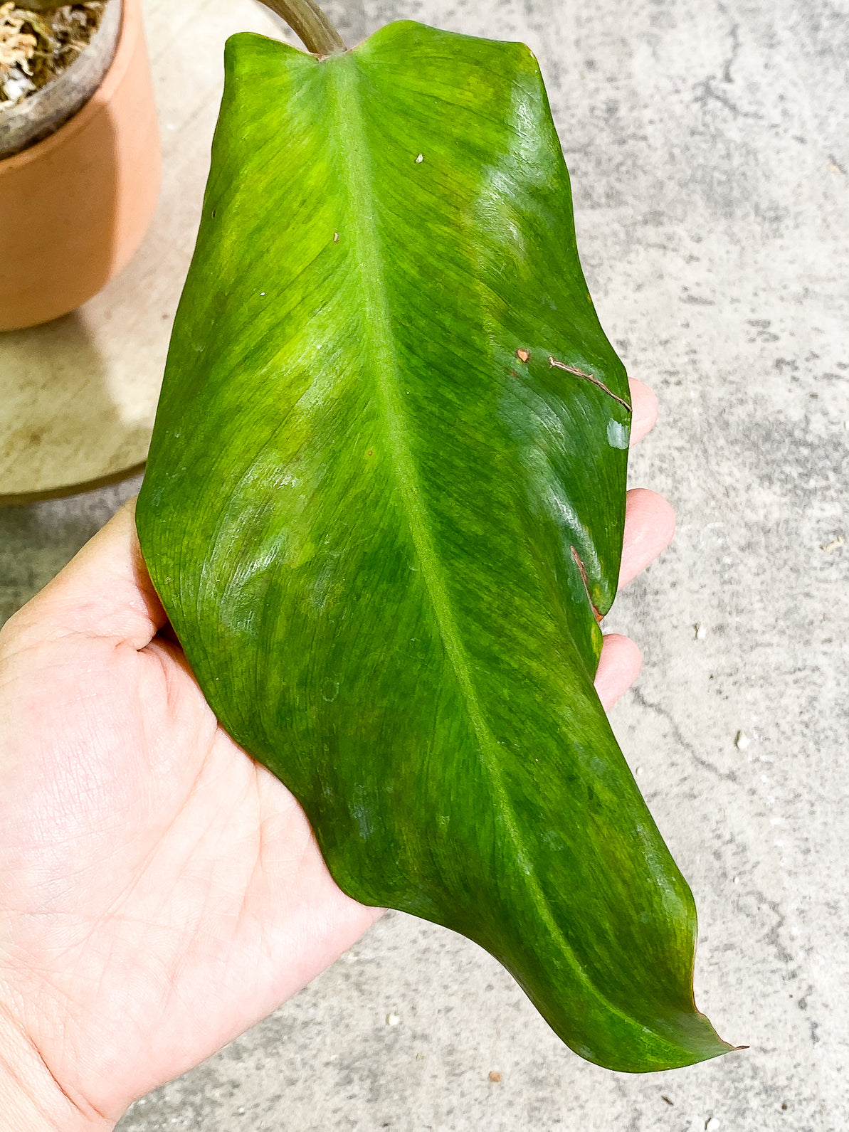 Philodendron Orange Marmalade 3 leaves 1sprout rooted top cutting