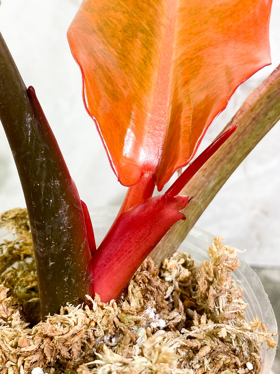 Philodendron Orange Marmalade 3 leaves 1sprout rooted top cutting