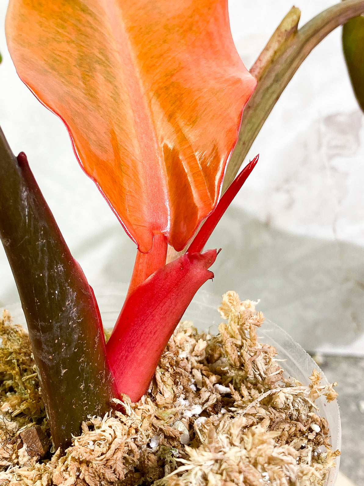 Philodendron Orange Marmalade 3 leaves 1sprout rooted top cutting