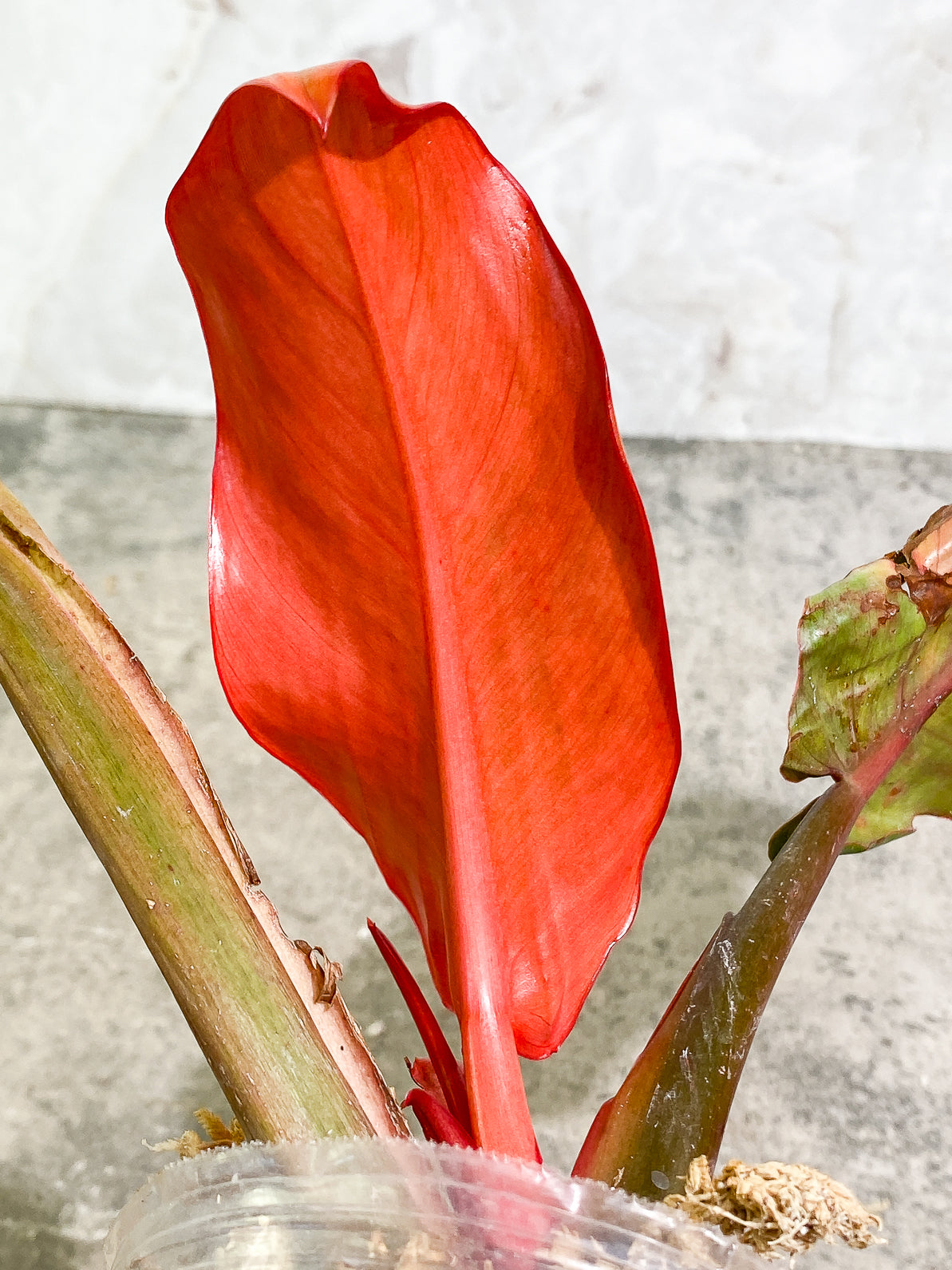 Philodendron Orange Marmalade 3 leaves 1sprout rooted top cutting