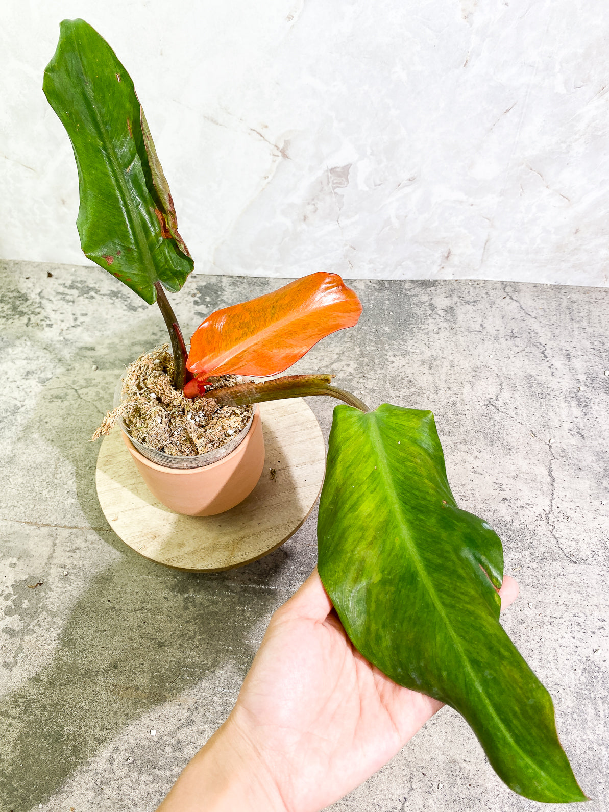 Philodendron Orange Marmalade 3 leaves 1sprout rooted top cutting