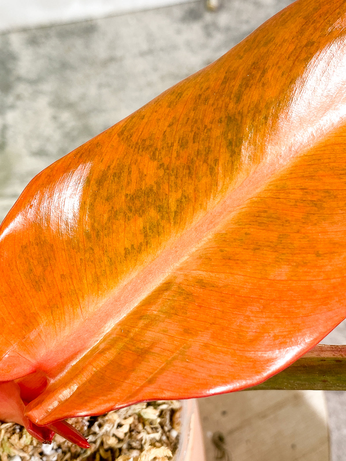 Philodendron Orange Marmalade 3 leaves 1sprout rooted top cutting