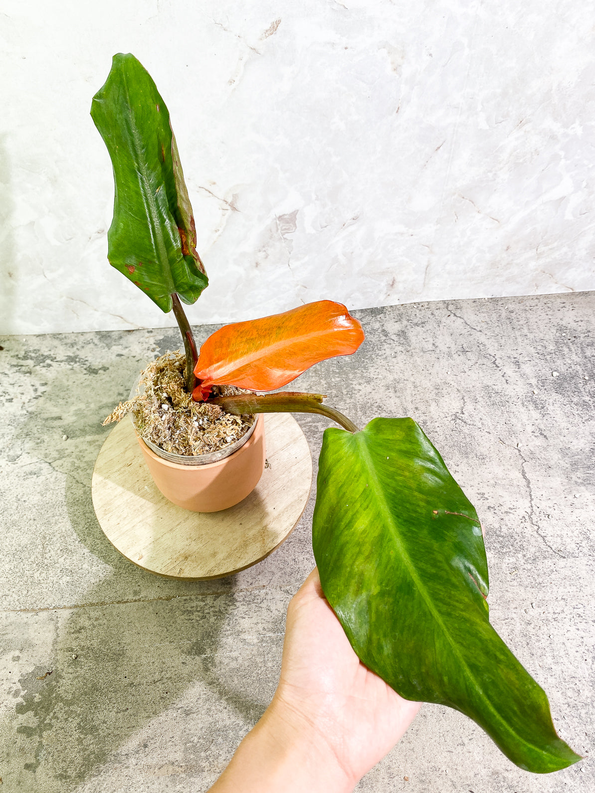 Philodendron Orange Marmalade 3 leaves 1sprout rooted top cutting