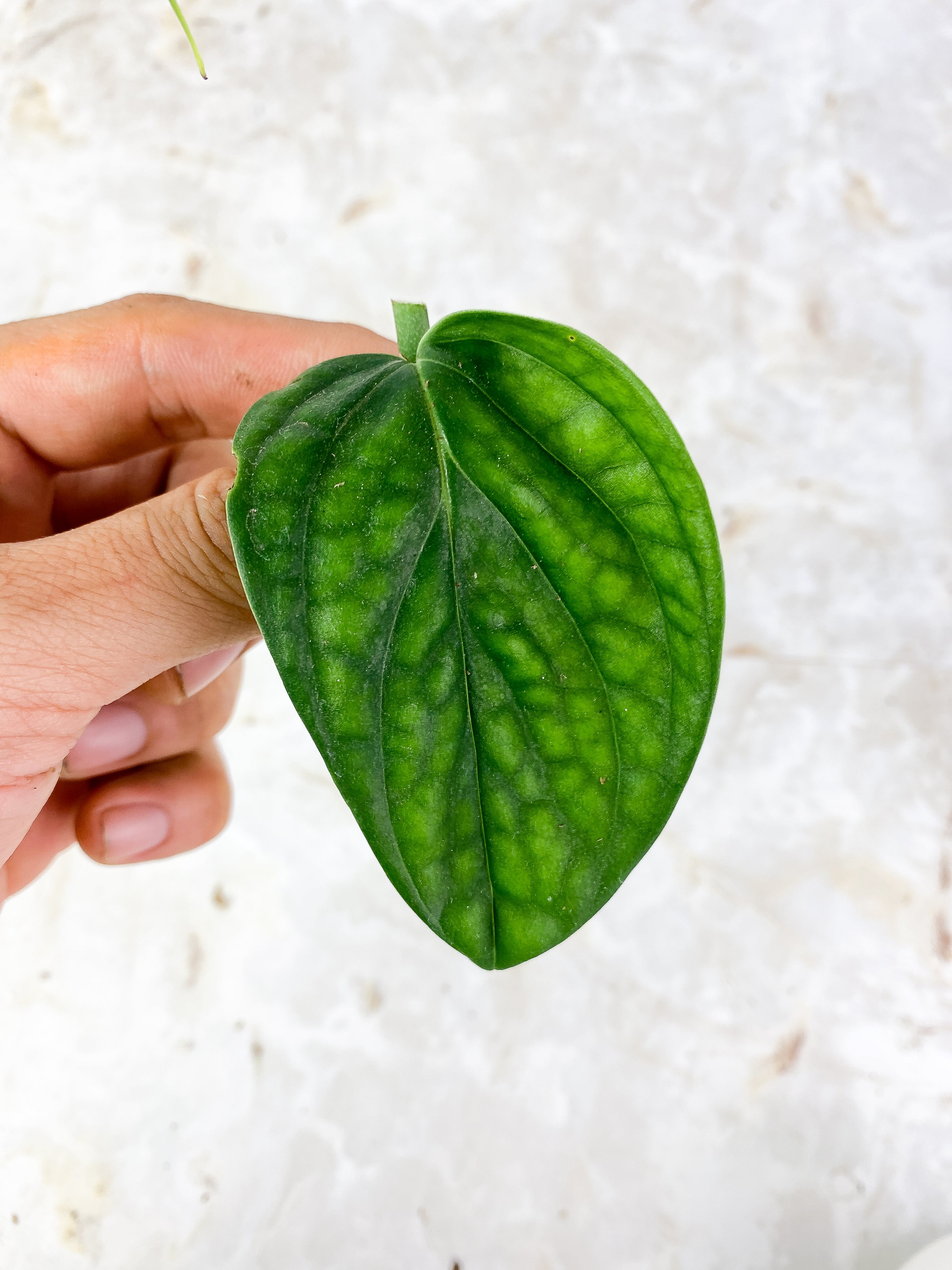 NOT FOR SALE: Free addon: monstera peru