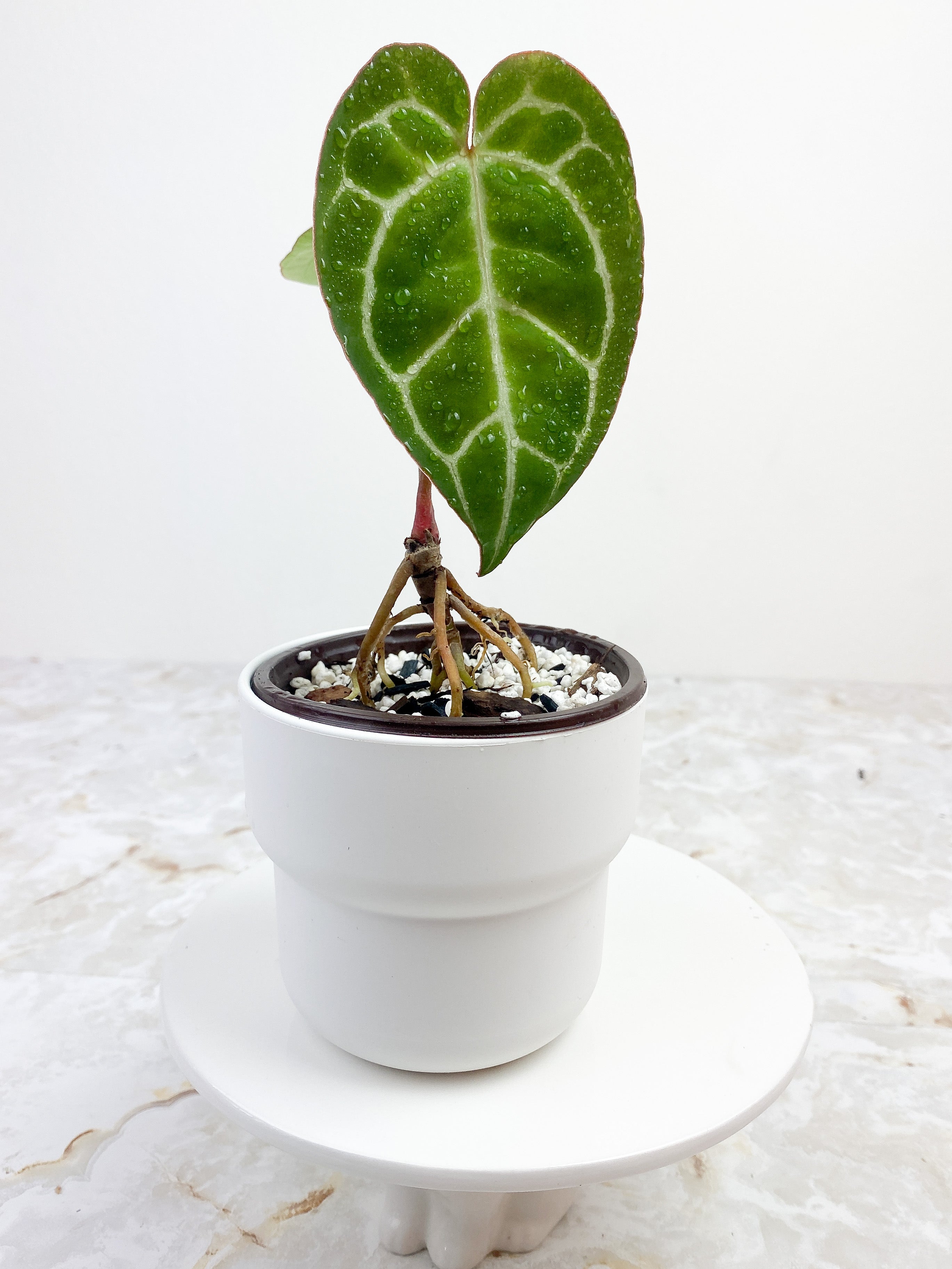 Anthurium Red Crystallinum Indo Form 2 leaves