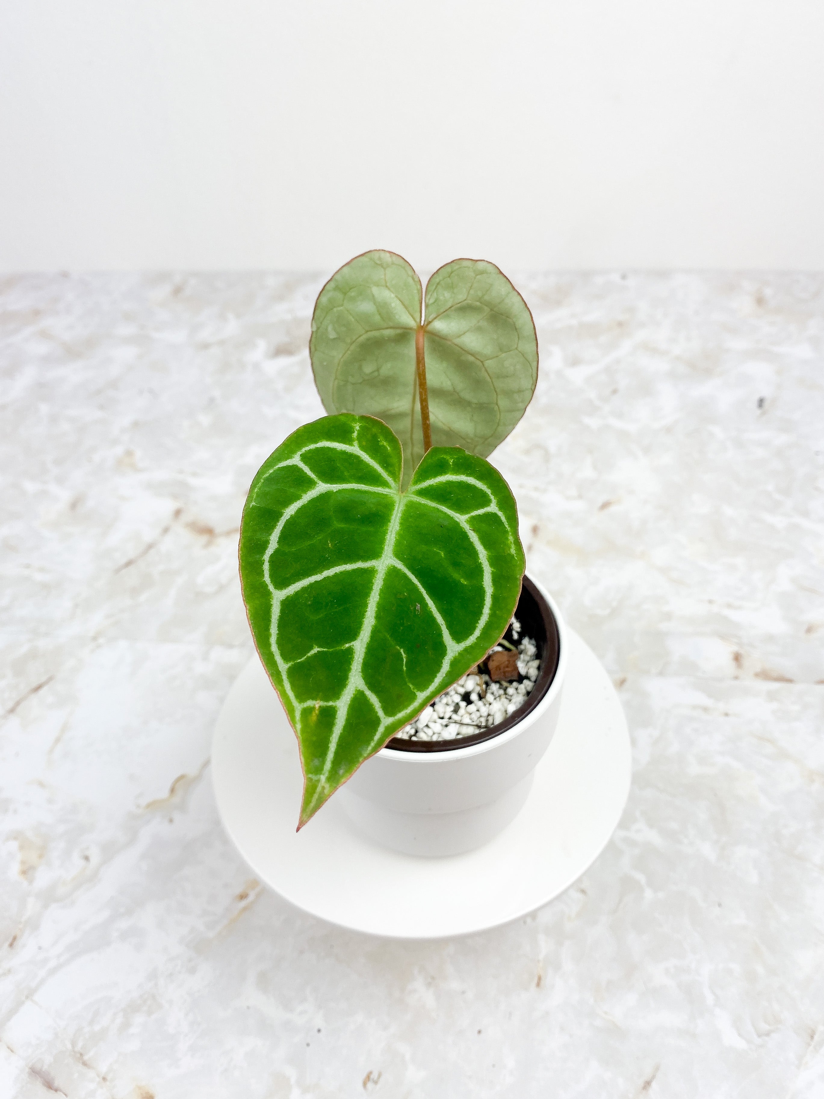 Anthurium Red Crystallinum Indo Form 2 leaves
