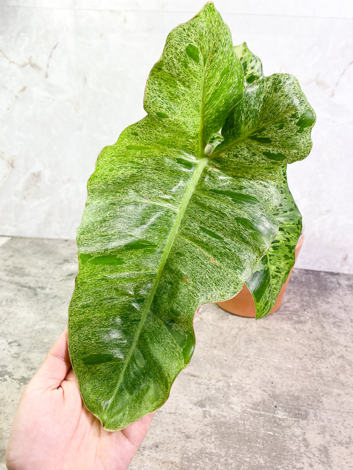 Philodendron Paraiso Verde 2 leaves rooted