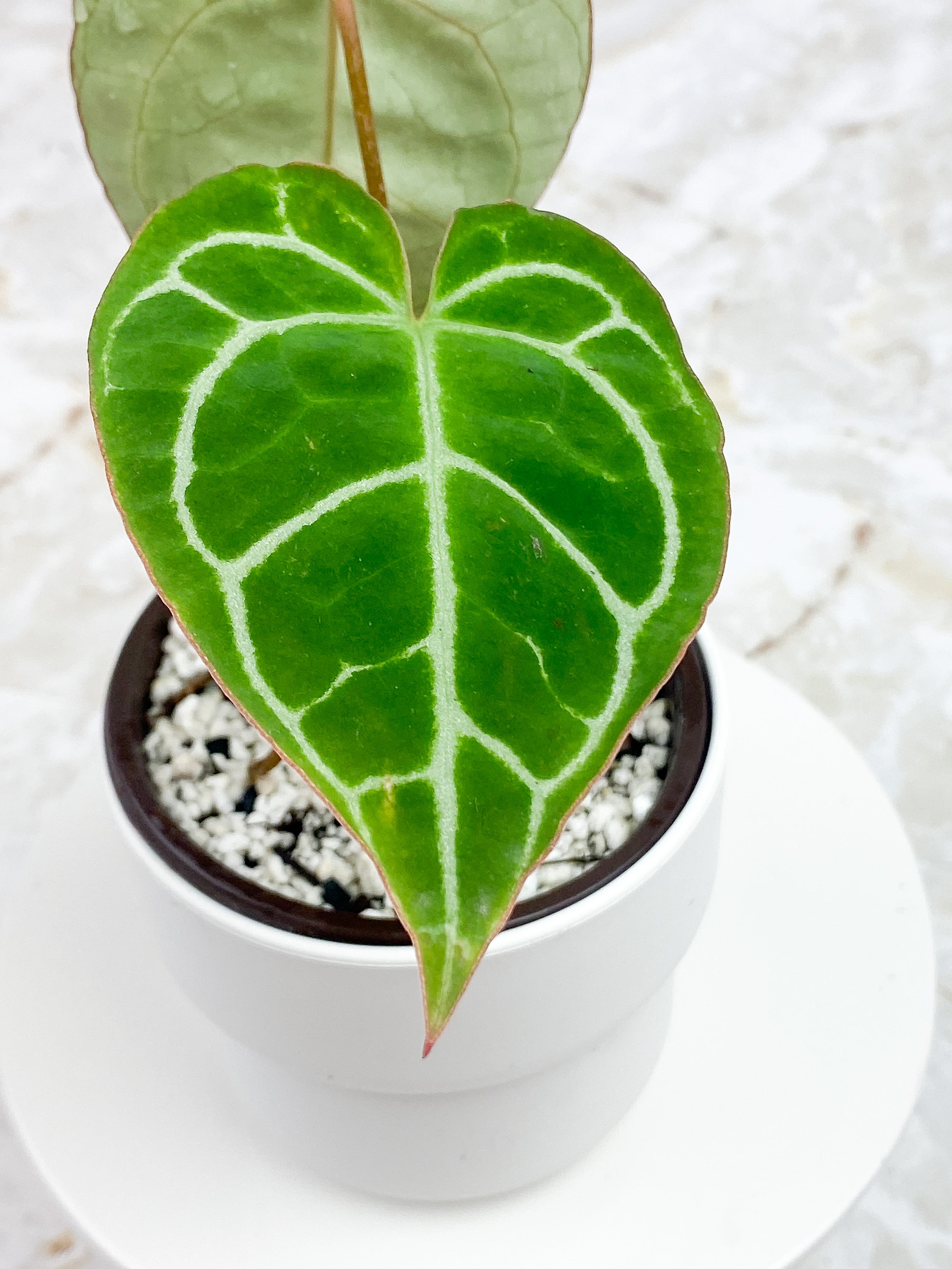 Anthurium Red Crystallinum Indo Form 2 leaves