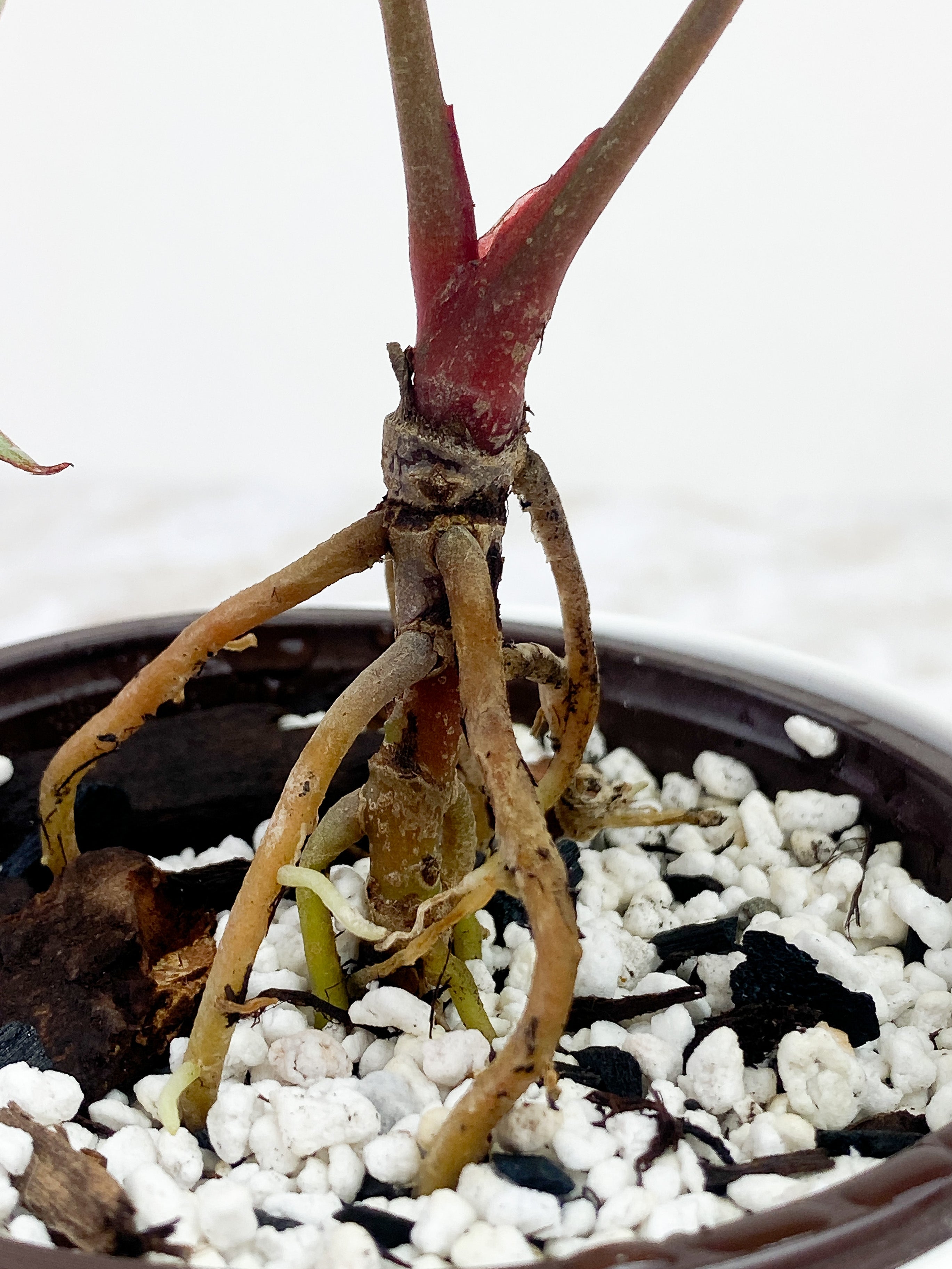 Anthurium Red Crystallinum Indo Form 2 leaves