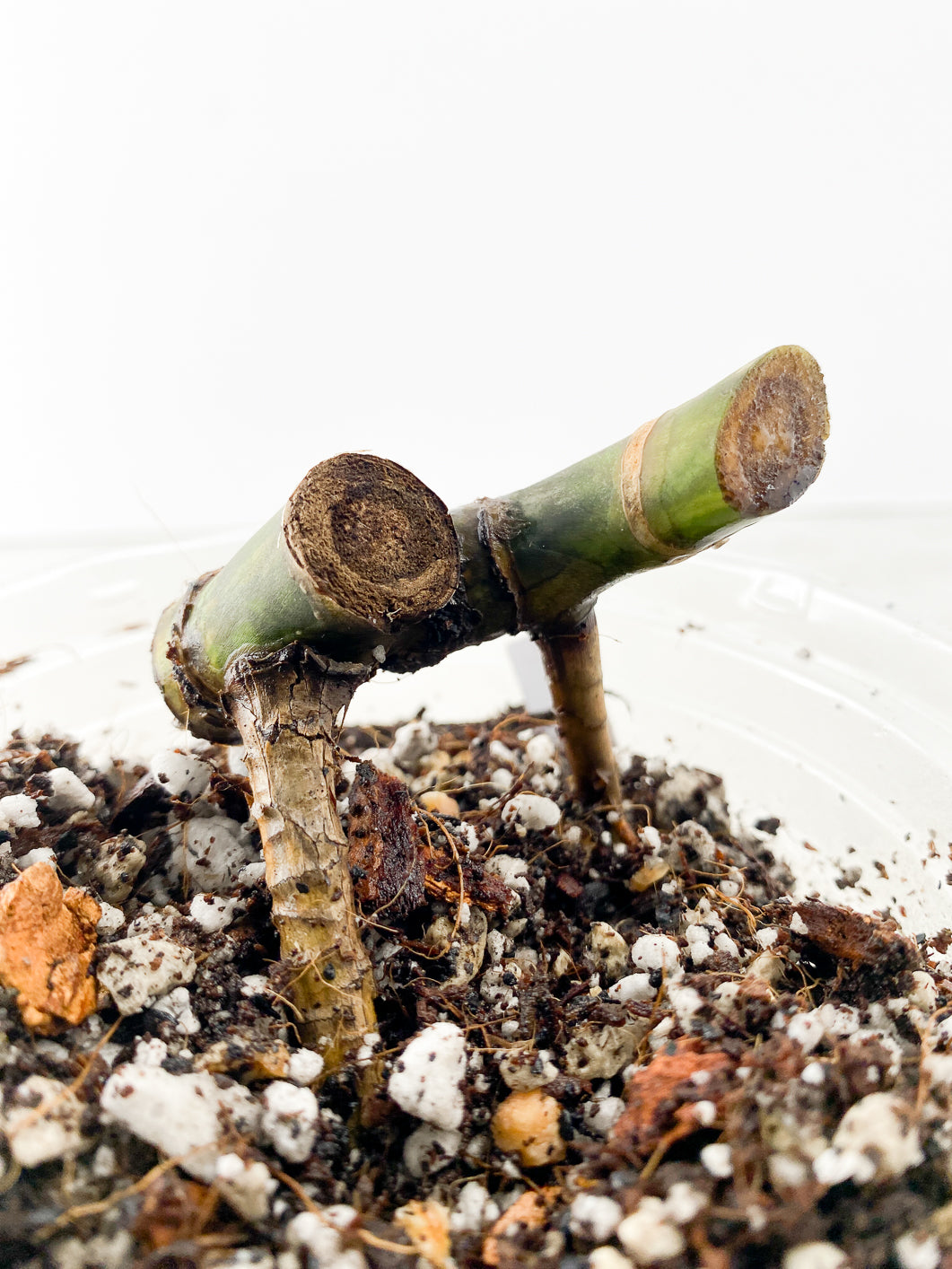 Monstera Aurea tricolor multiple nodes rooted