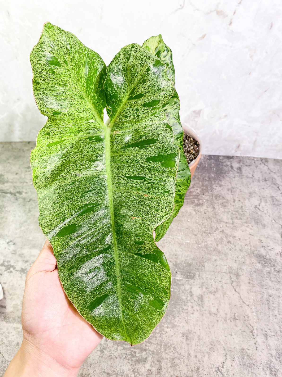 Philodendron Paraiso Verde 2 leaves rooted