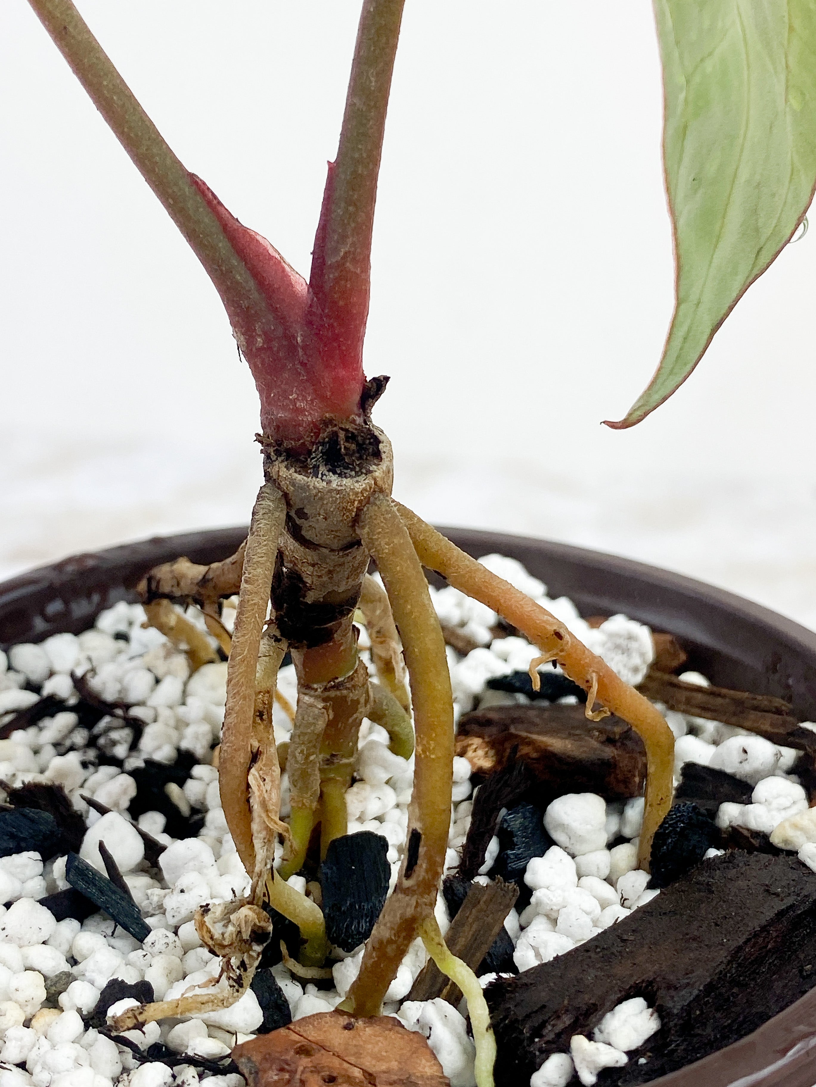 Anthurium Red Crystallinum Indo Form 2 leaves
