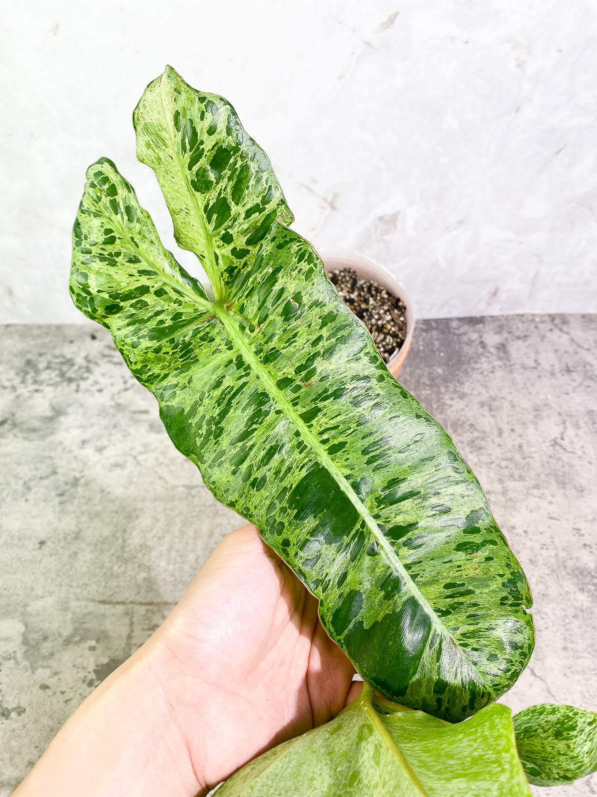 Philodendron Paraiso Verde 2 leaves rooted